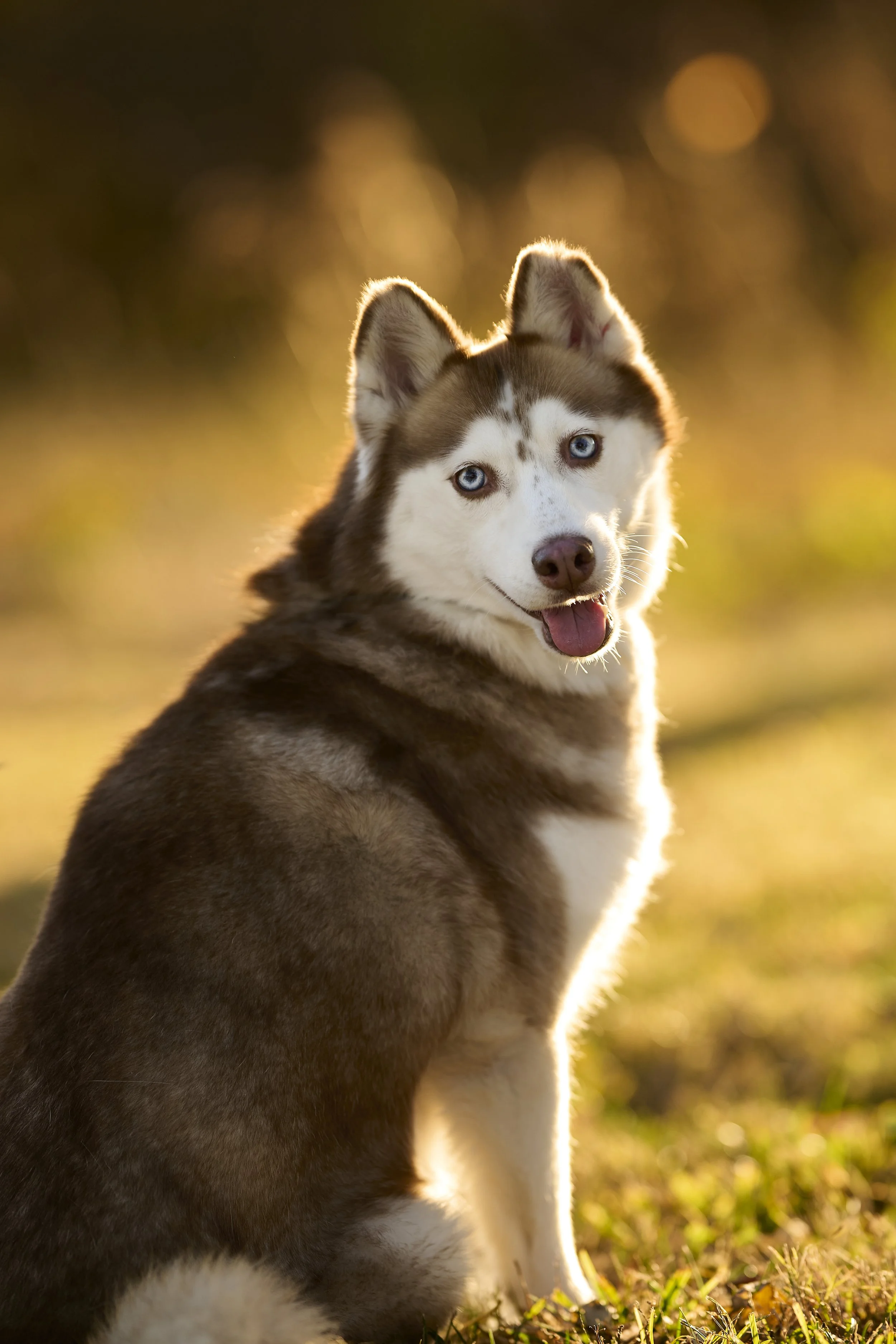 Professional outdoor studio pet portraiture in Parkville, MO