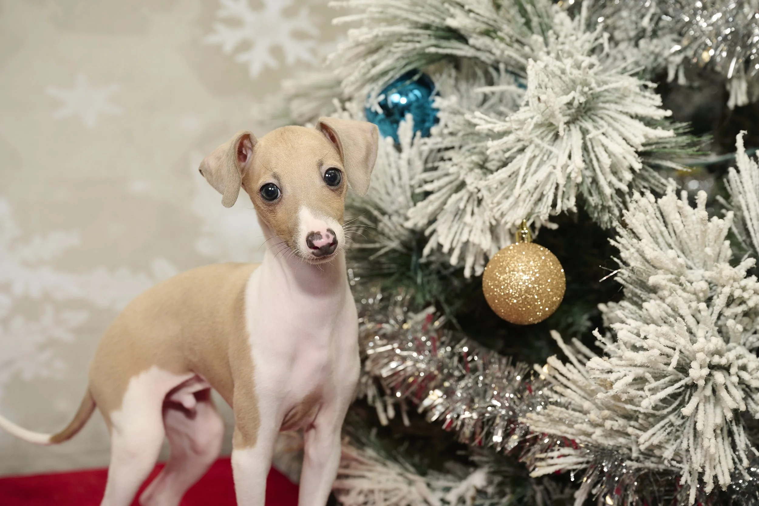 Saints of the West Holiday Photo Fundraiser 2022