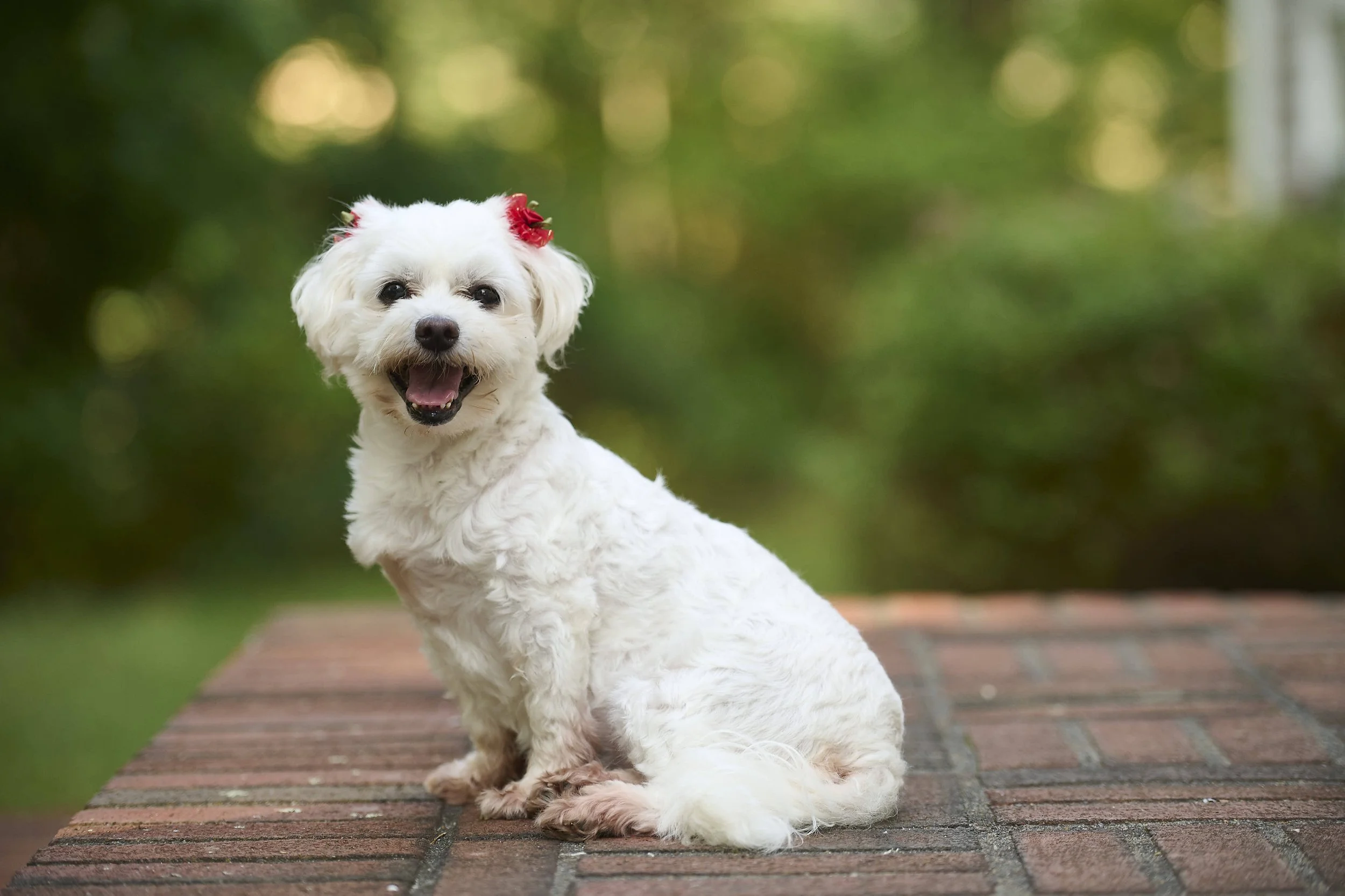 Fine art dog photography by Kansas City dog & pet photographer on 20-acre studio grounds.