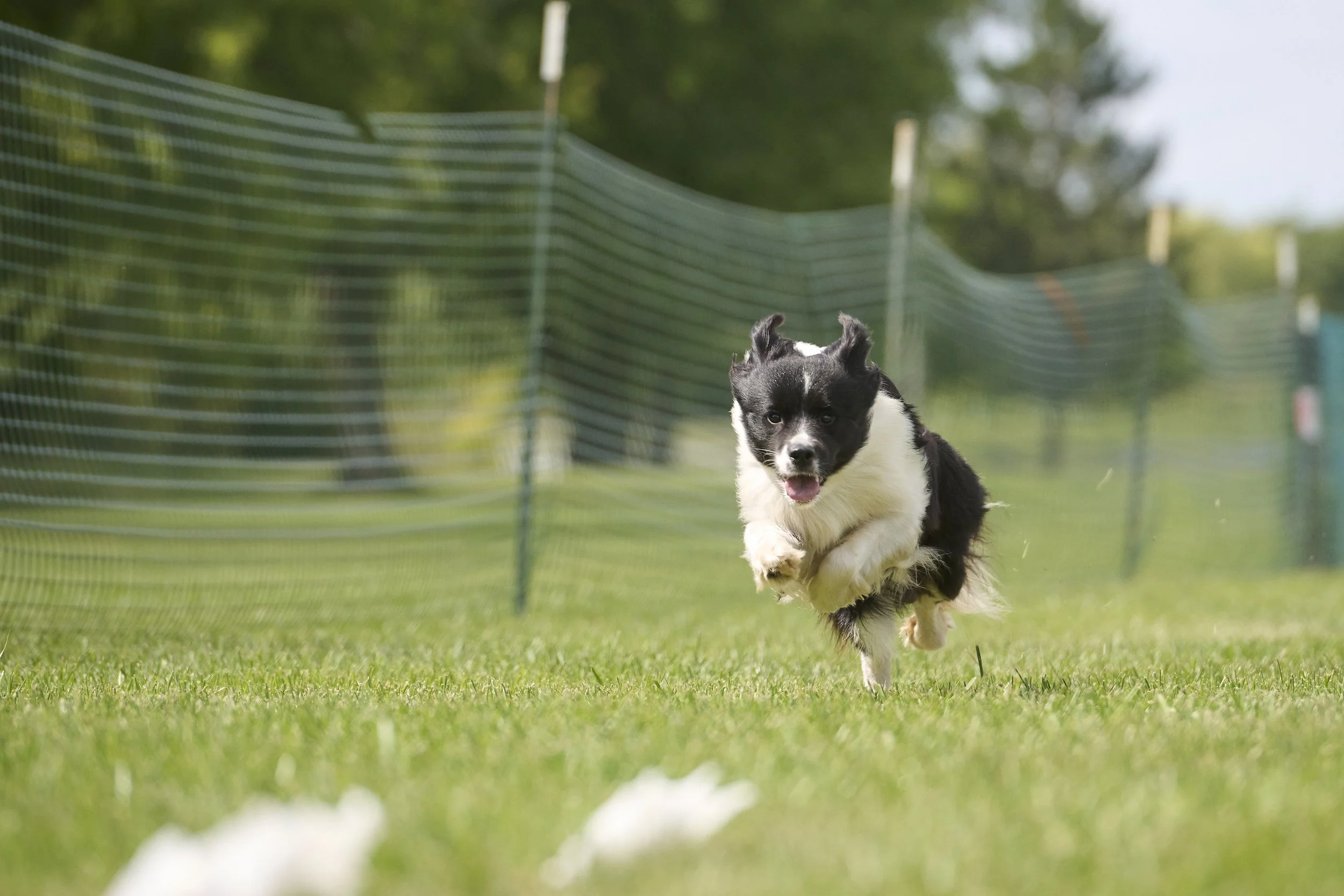 Fast CAT performance dog photography in Kansas City by Paws and Snap..