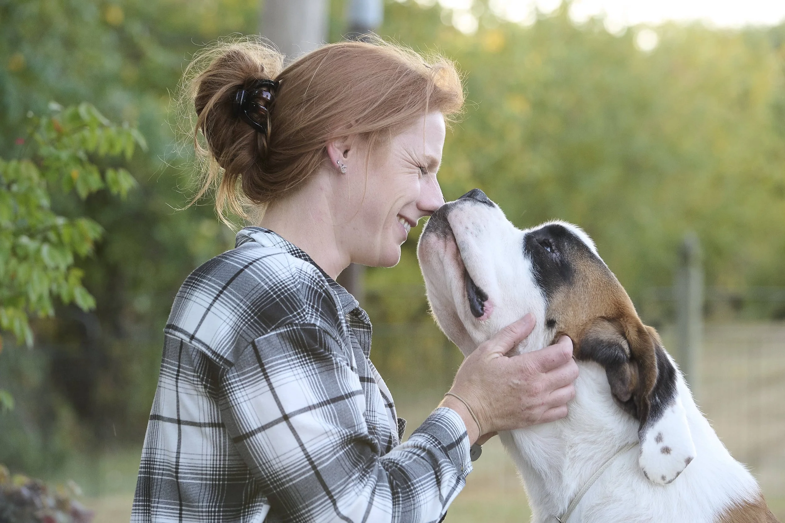 Conformation & Campaign photography by Kansas City dog & pet photographer photographer Paws & Snap