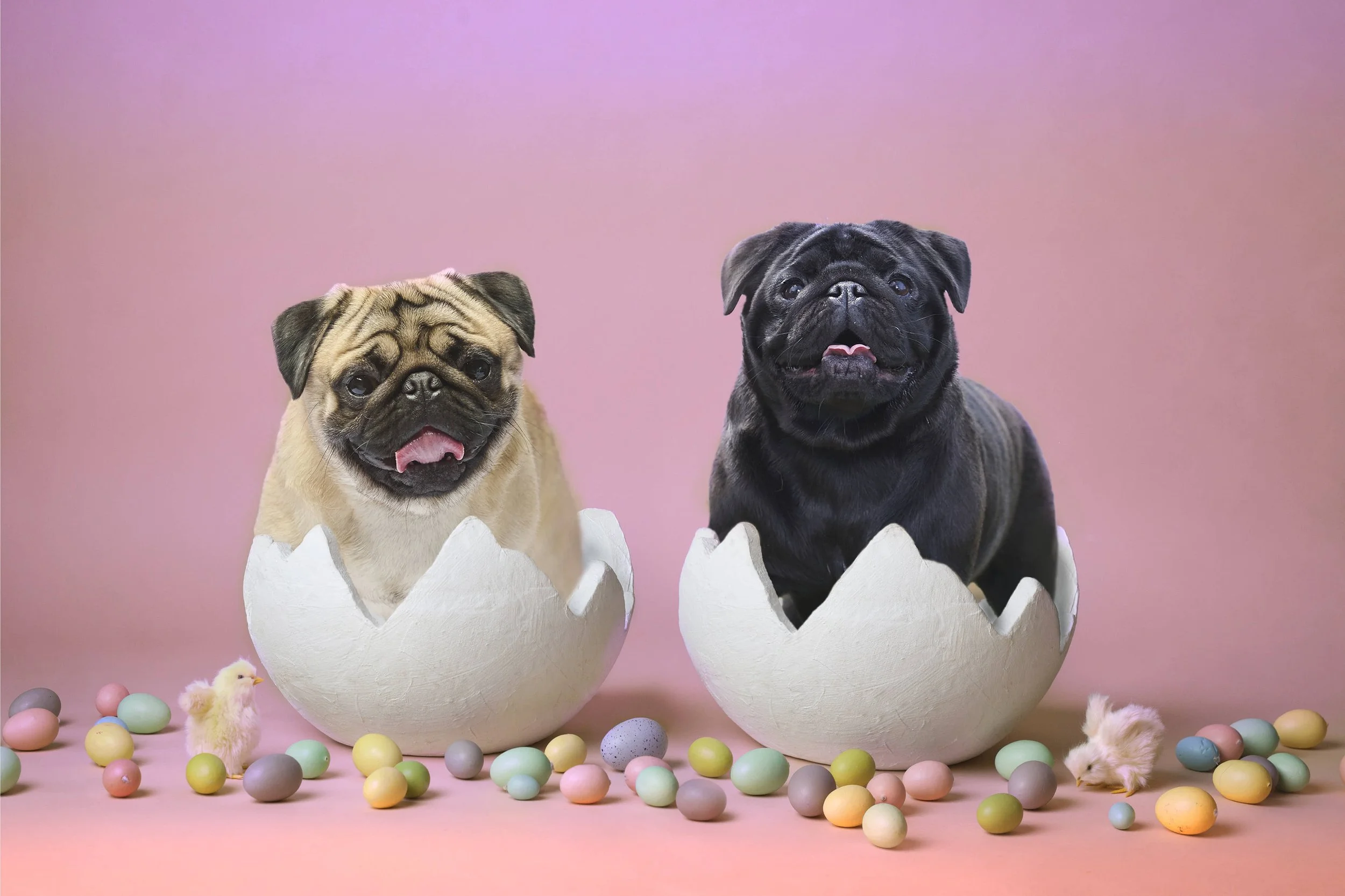 Signature canine composite portrait by Kansas City specialist dog photographer Paws & Snap Photography