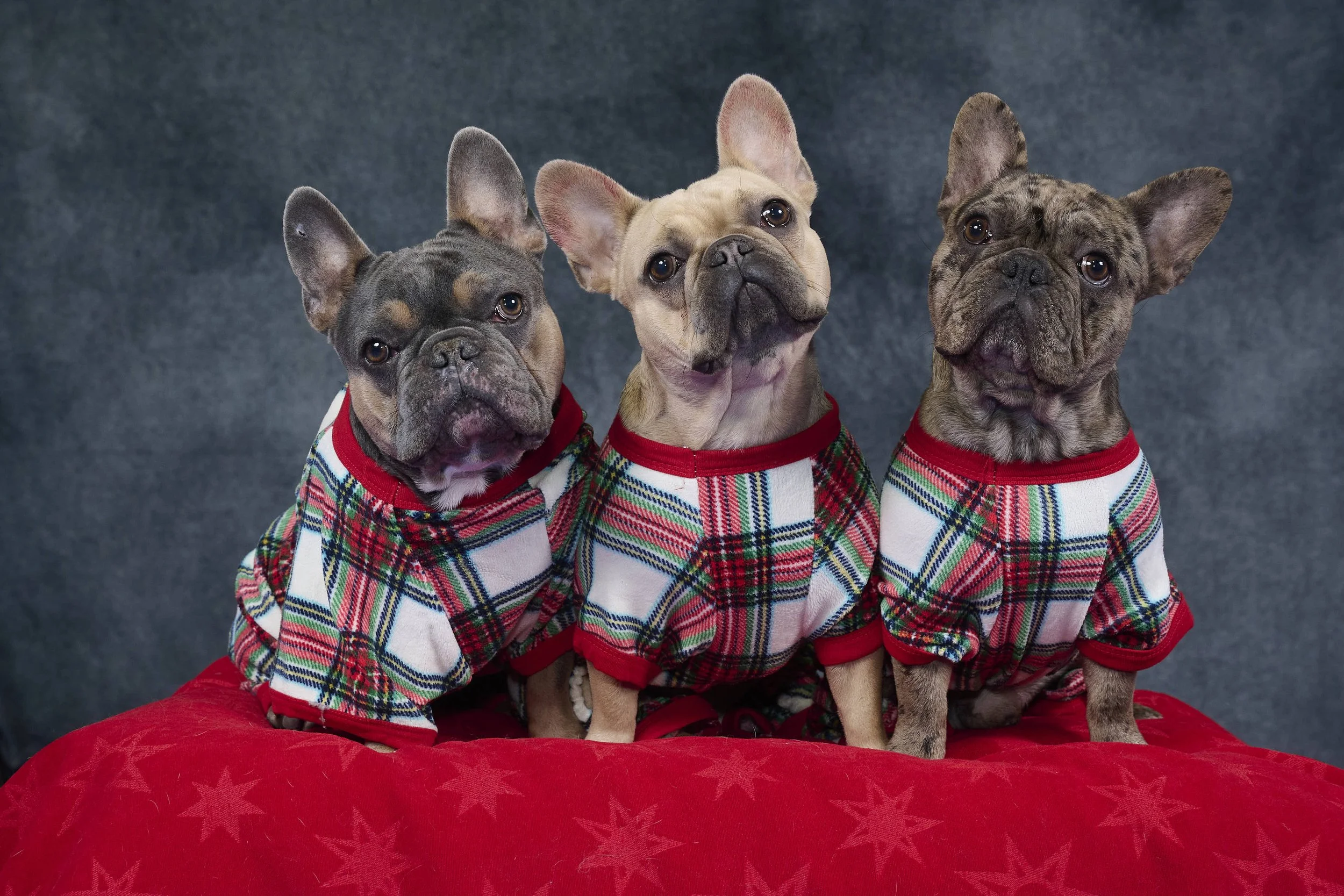 Fine art dog photography by Kansas City dog & pet photographer on 20-acre studio grounds.