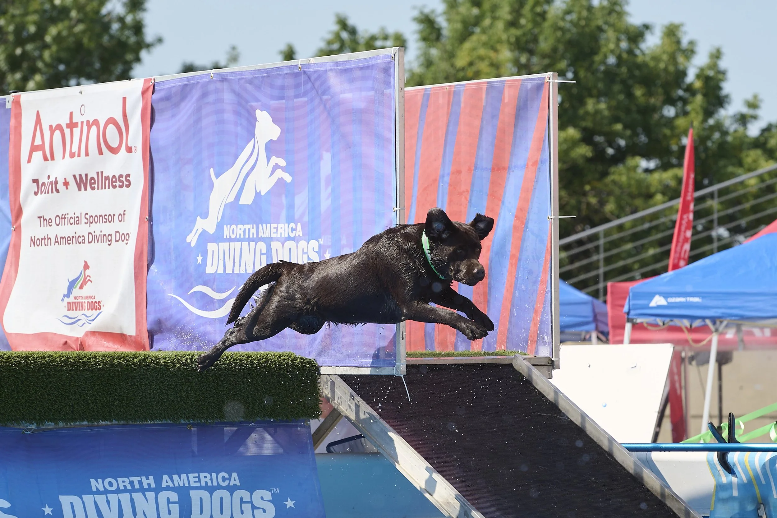 Dock diving  performance dog photography in Kansas City by Paws and Snap.