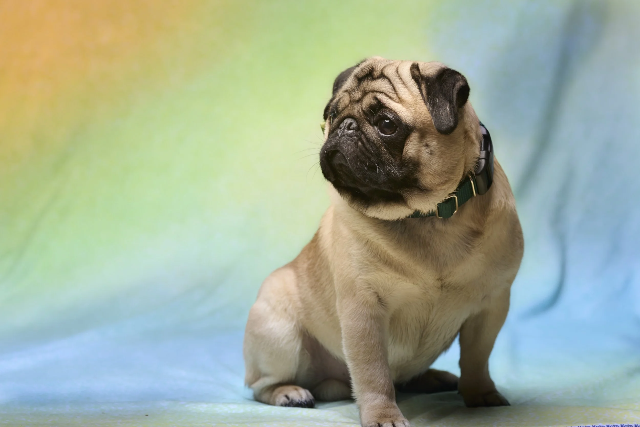 Fine art pet photography for discriminating owners in Overland Park