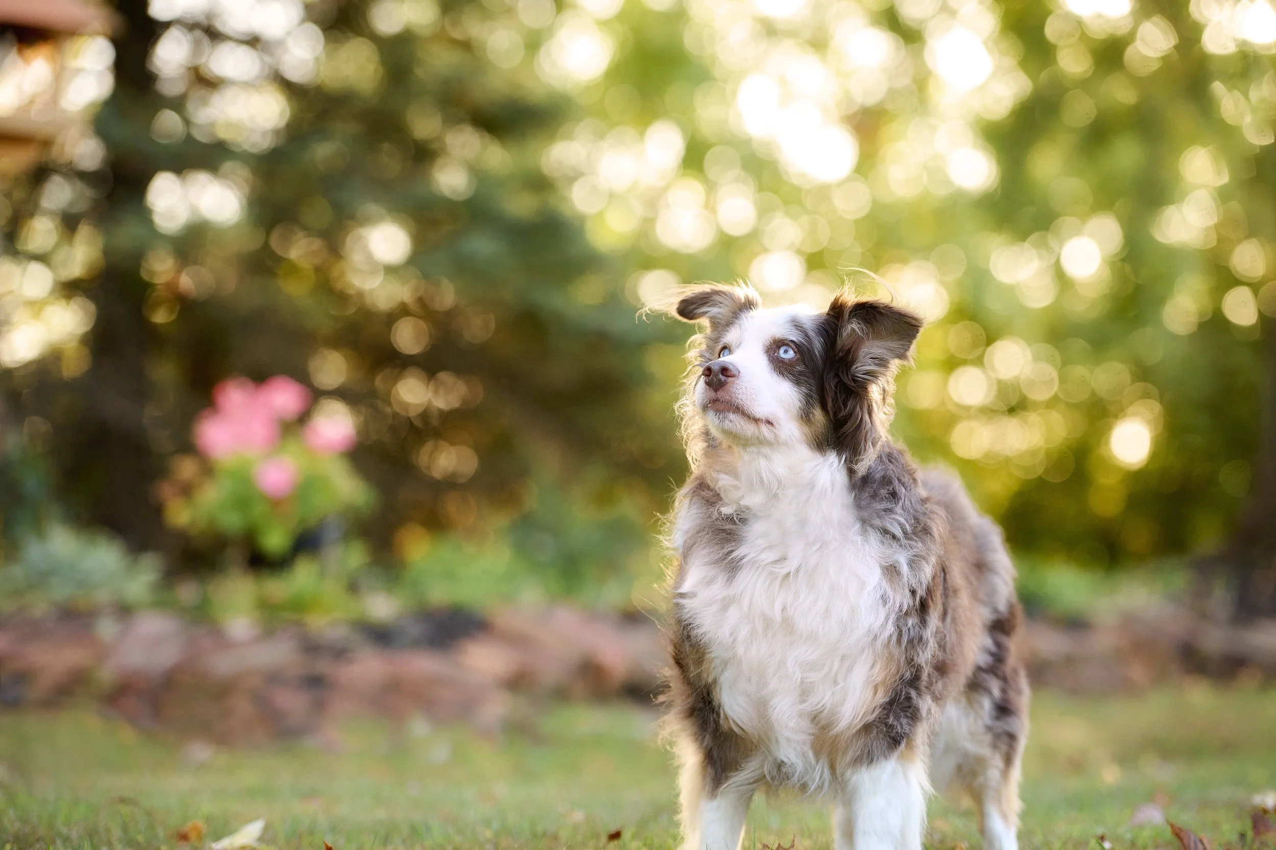 Fine art dog photography by Kansas City dog & pet photographer on 20-acre studio grounds.