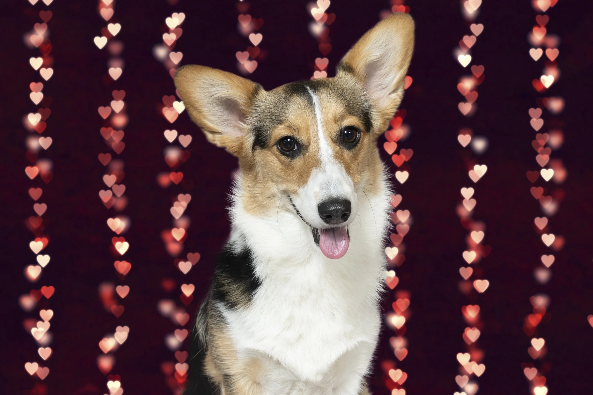 Midwest Animal ResQ (MARQ)  2022 Fundraise