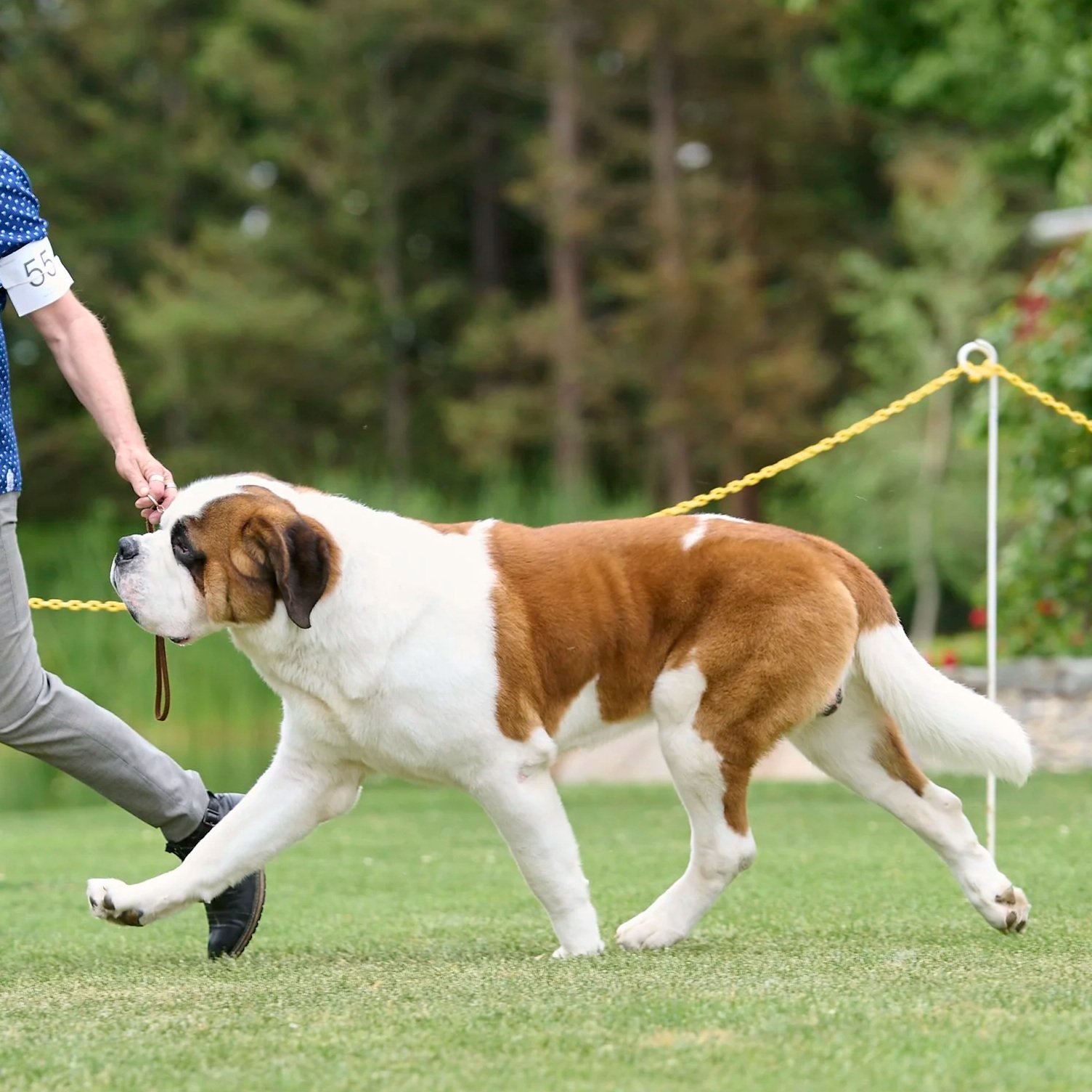 Fine art conformation dog photography by Kansas City dog & pet photographer.