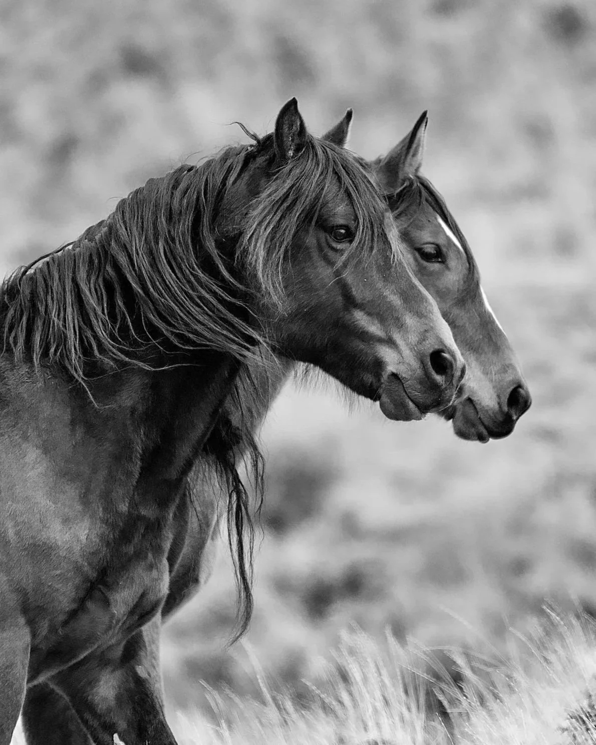 Mustangs Black and White (good for wood prints) 32x48 24x32 vertical sizes