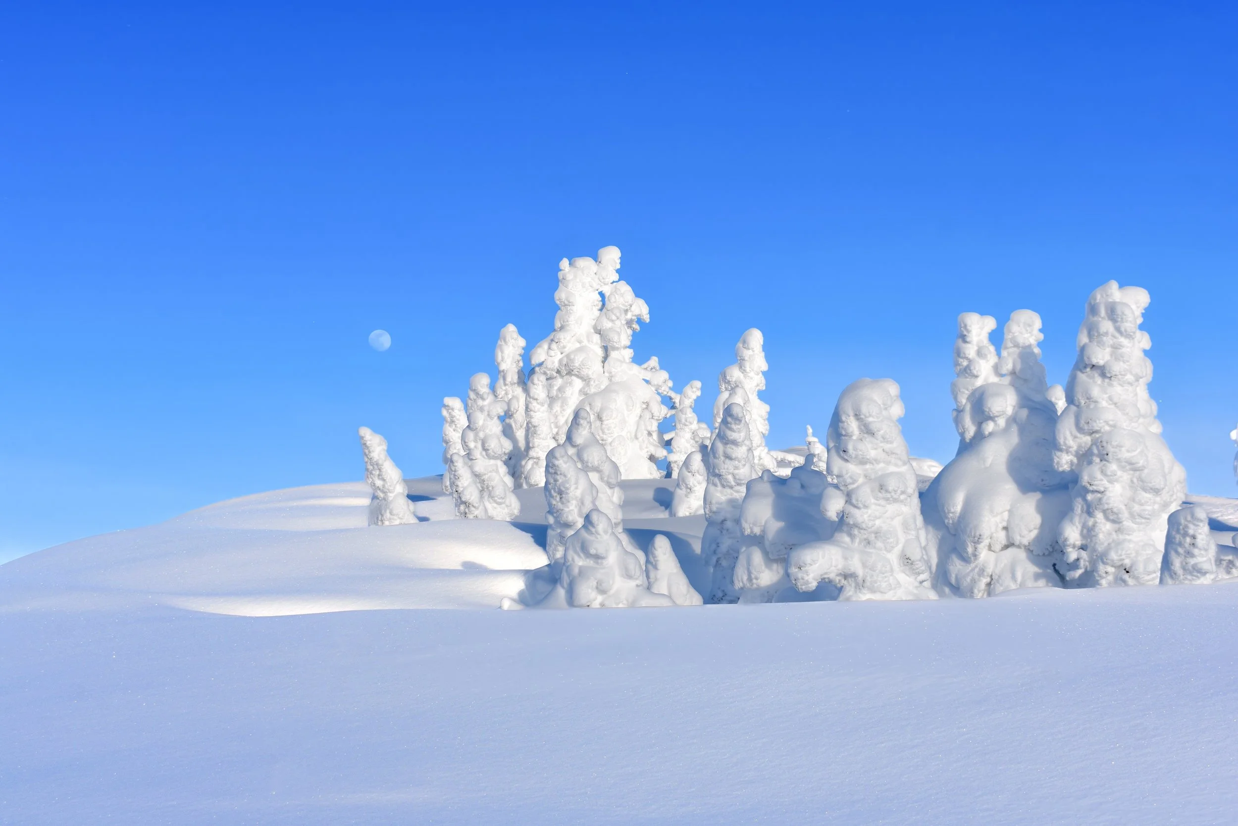 Ghost Trees