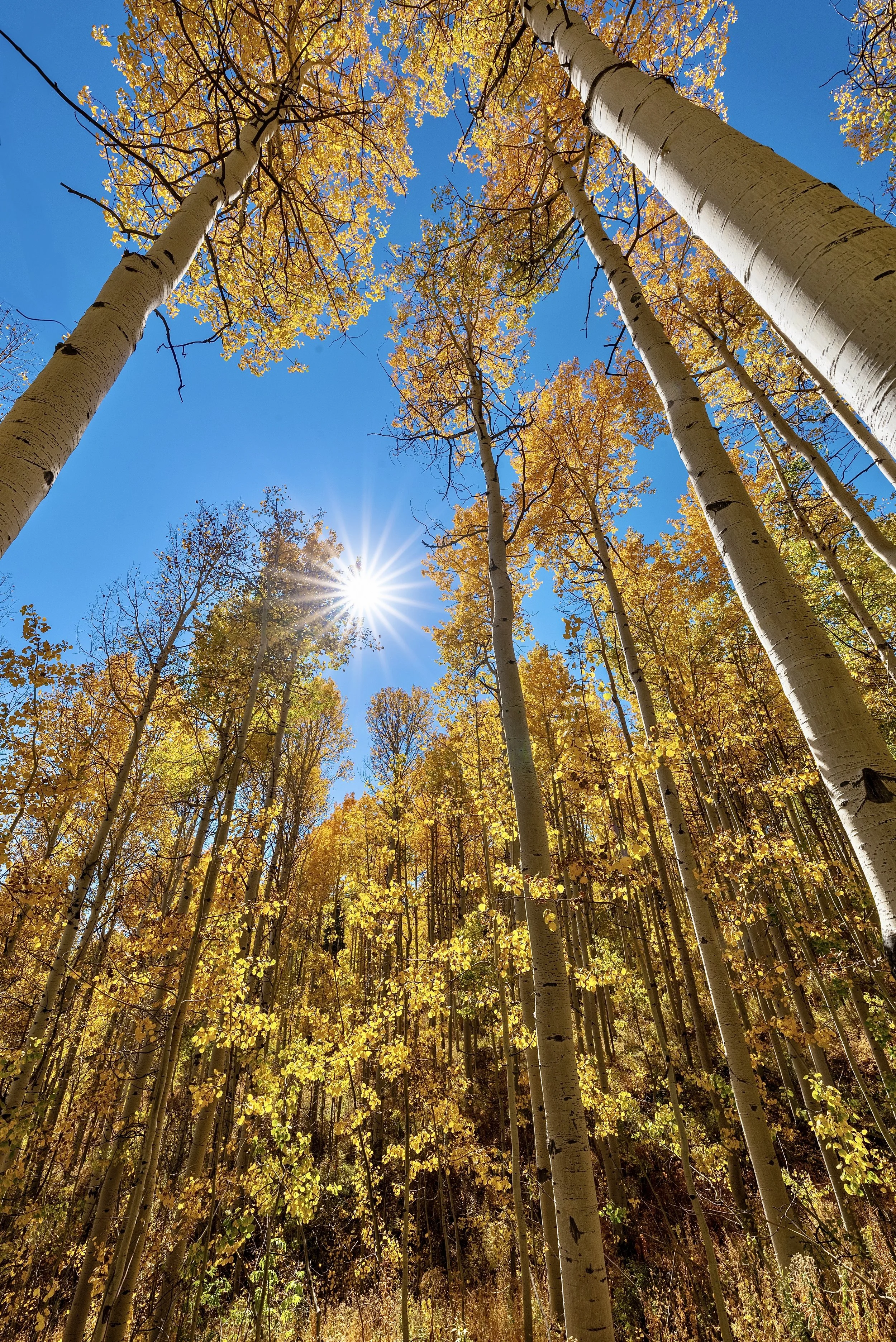 Out of the Grove (vertical)