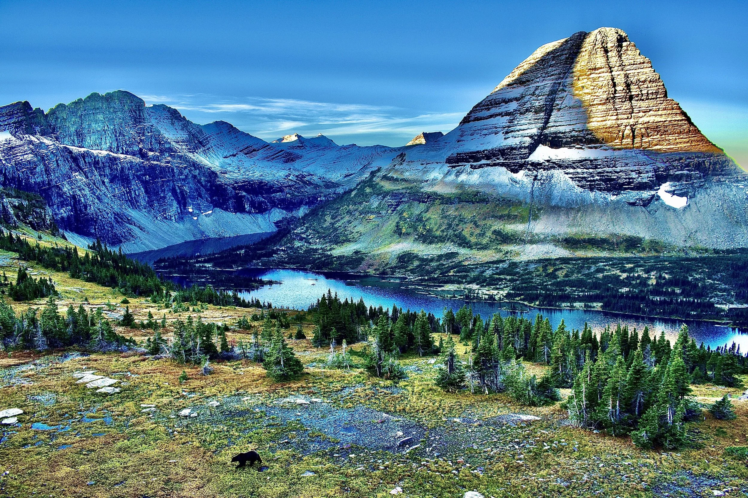Hidden Lake Bear