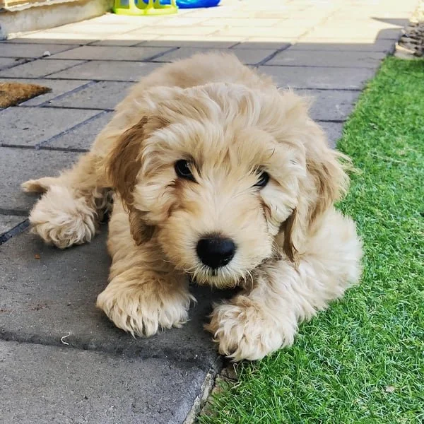 All about beans.jpeg