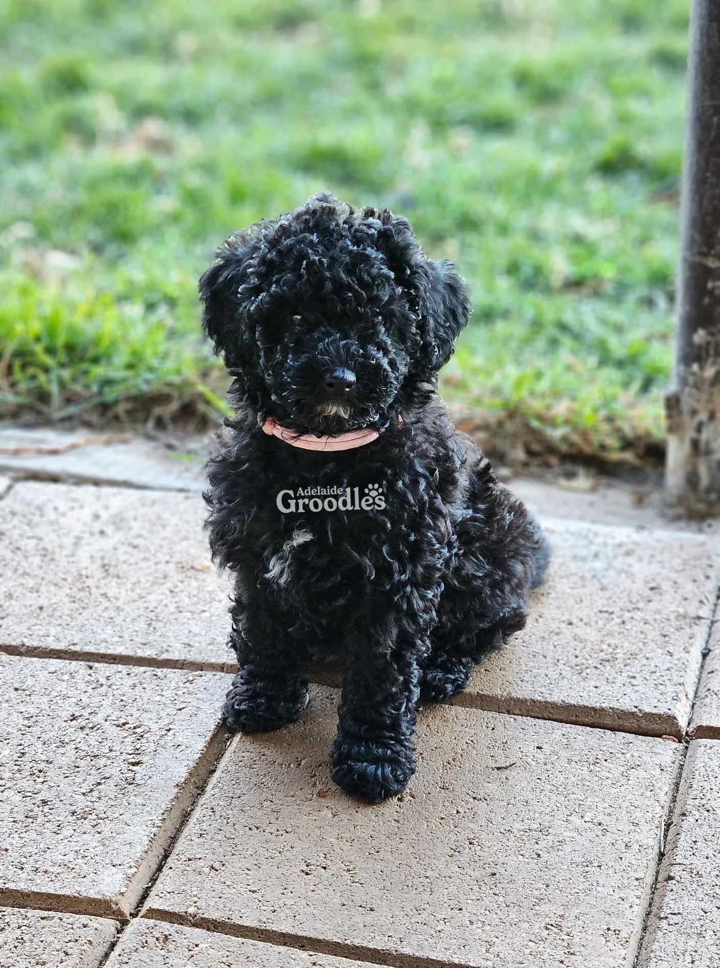 Florence Flossy .jpeg