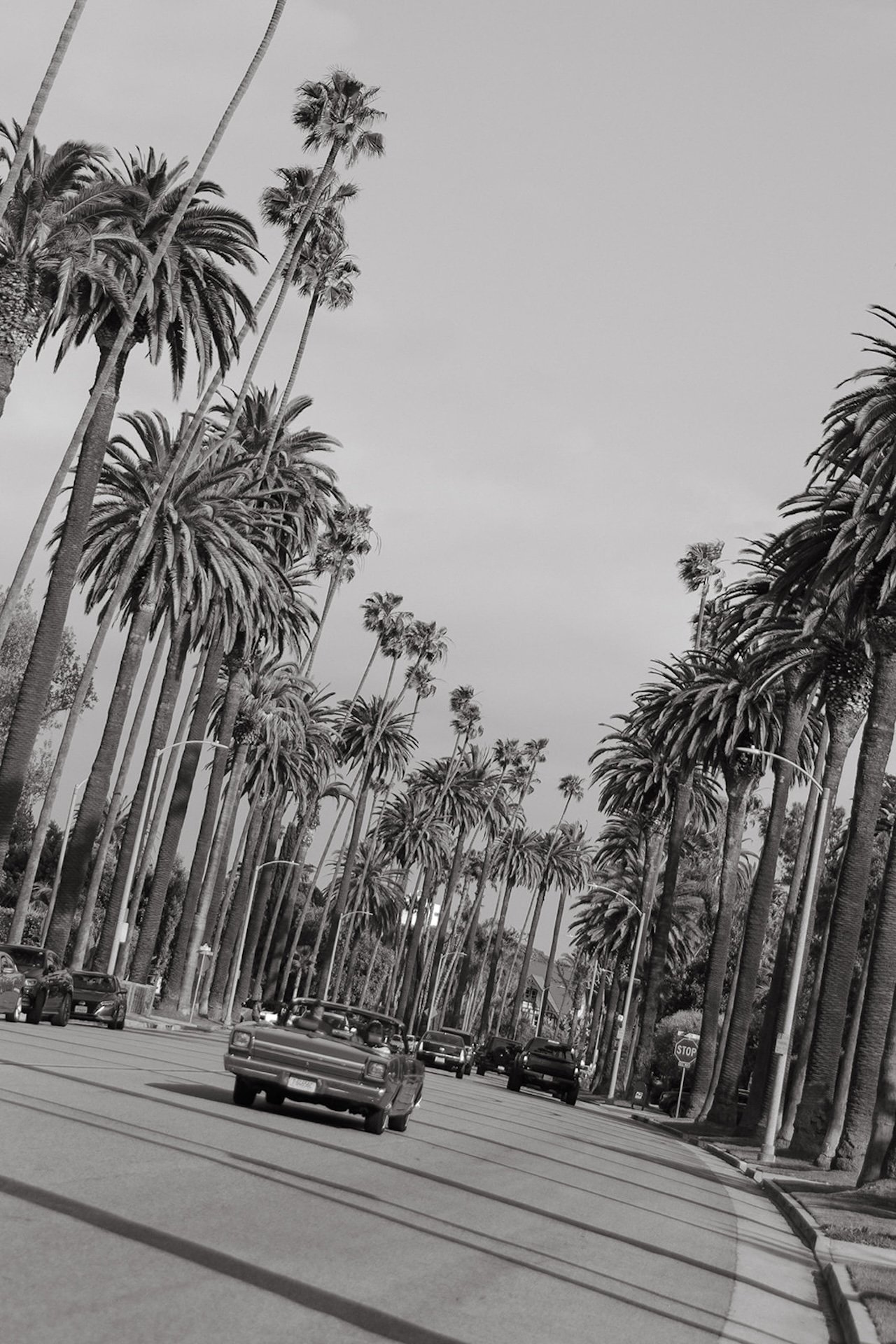 A black and white photo of the bride and groom driving down a palm tree lined street in a convertable