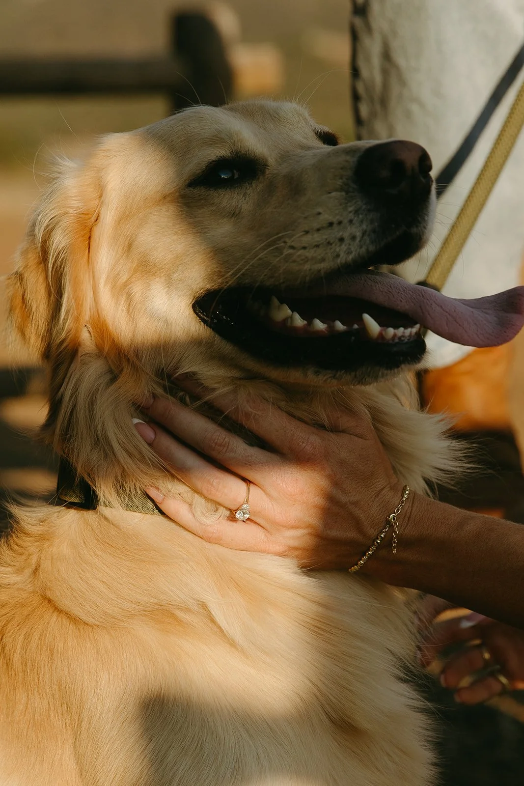 Close up western engagement photos of their golden retriever smiling with tongue out while being held, engagement ring visible on her hand.