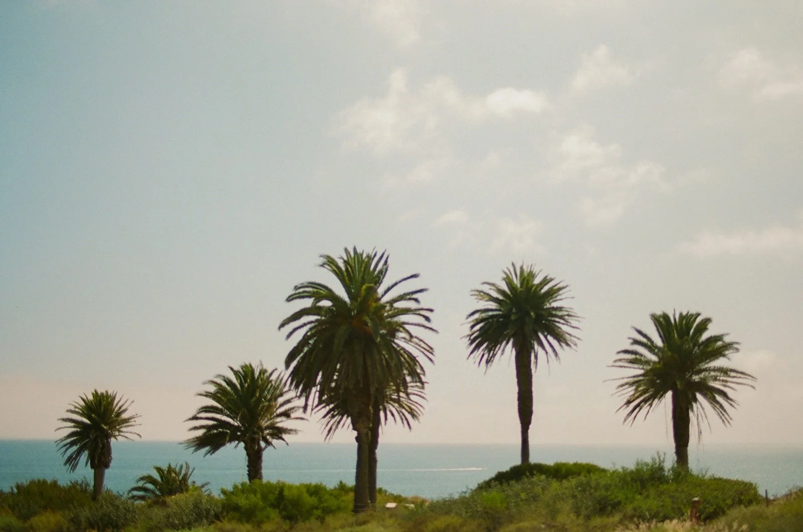 Palm trees at Terranea Resort