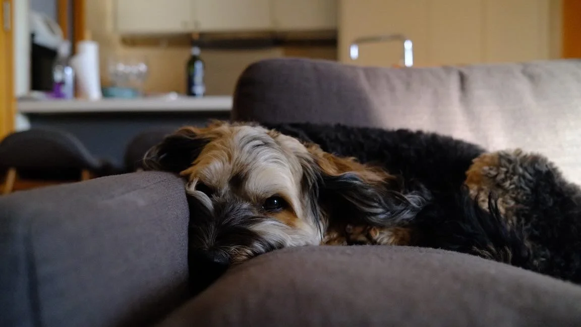 Last week, I was bitten by a dog