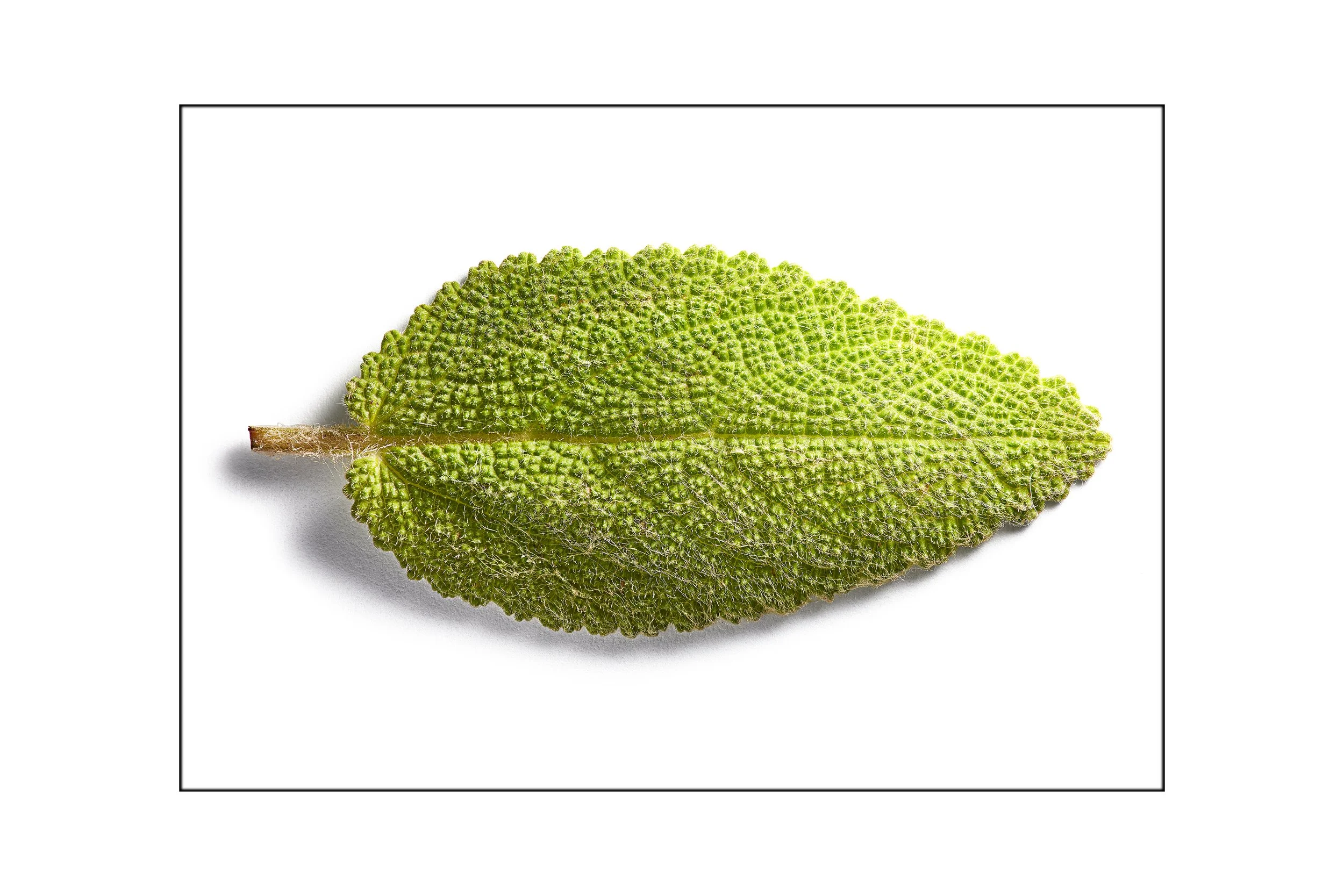 This image shows tiny objects photographed by Steen Vestergaard. still-life photography, product photography, still life photographer, food photography, beverage photographer, liquid photographer, macro photography, ultra macro photography, content p