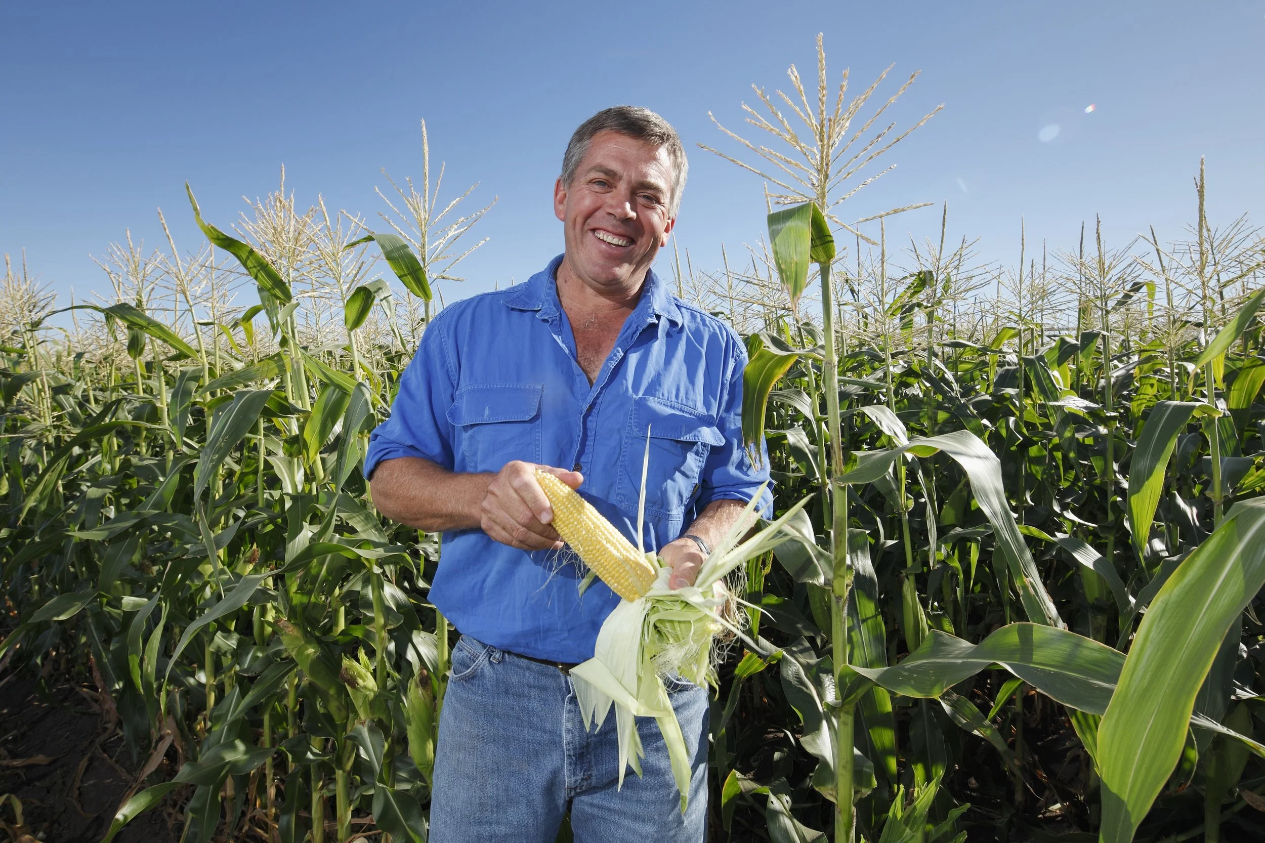 This image shows a Corn Farmer assessing the corn on his property in New South Wales  Australia photographed by Steen Vestergaard.  landscape photographer, landscape photography, food production, primary producer, farm photography, farmer photographe