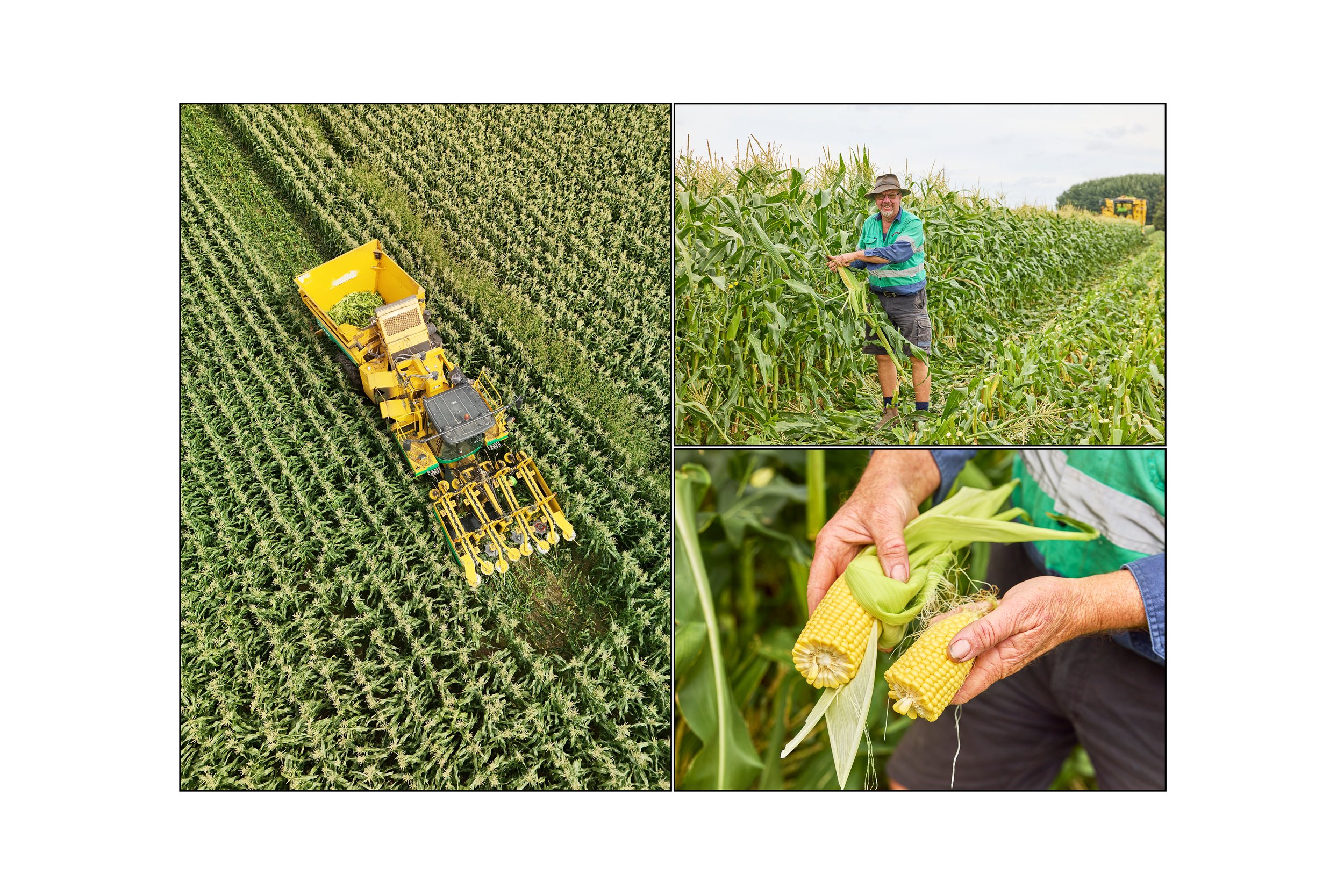 This image shows a series of three photographs of a Corn Farmer assessing the corn on his property in Victoria Australia photographed by Steen Vestergaard. Corn, Crop, harvesting, landscape photographer, landscape photography, food production, primar