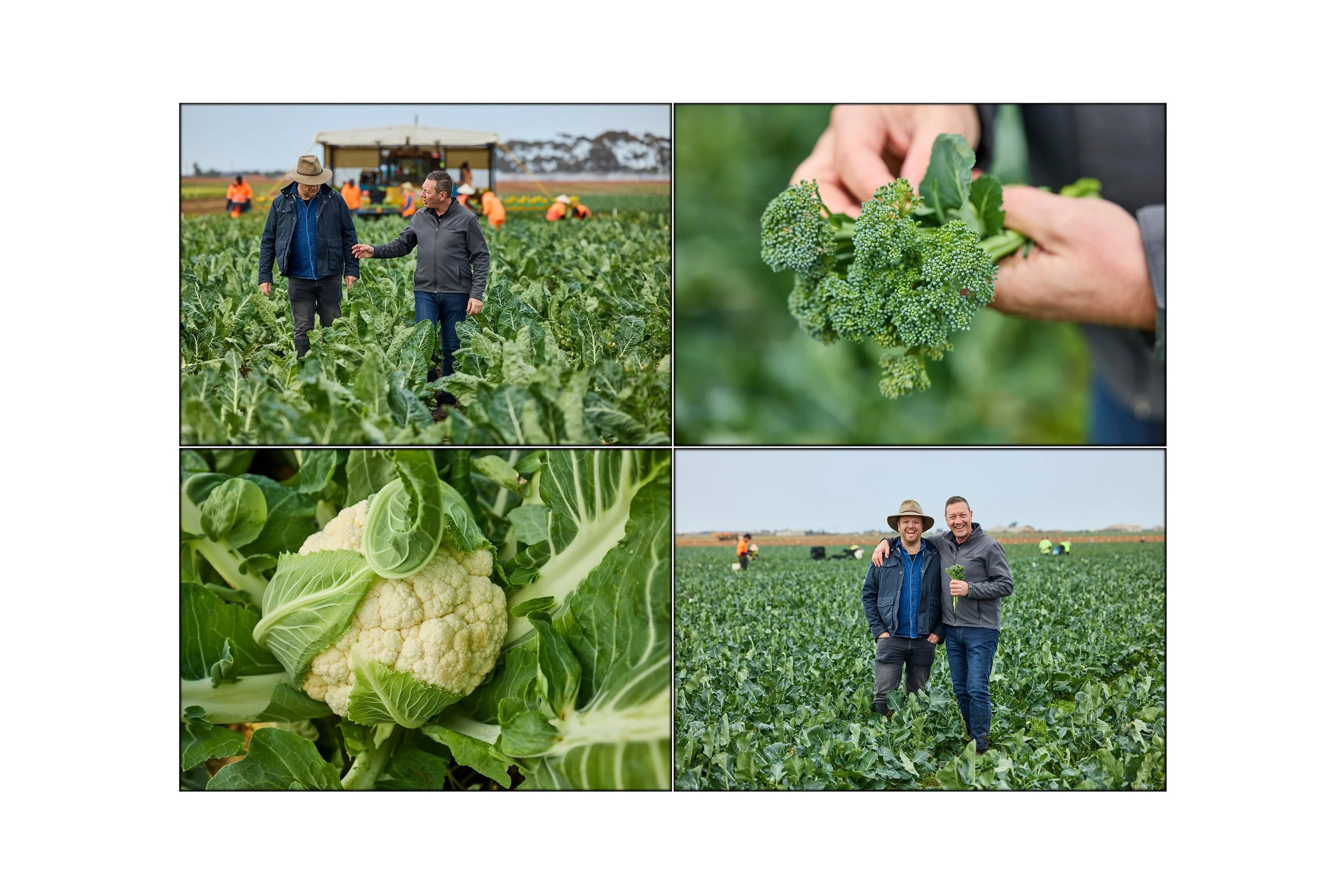 This image of four photographs shows a vegetable Farmer assessing and harvesting the vegetables on his property in Victoria Australia photographed by Steen Vestergaard.  landscape photographer, landscape photography, food production, primary producer
