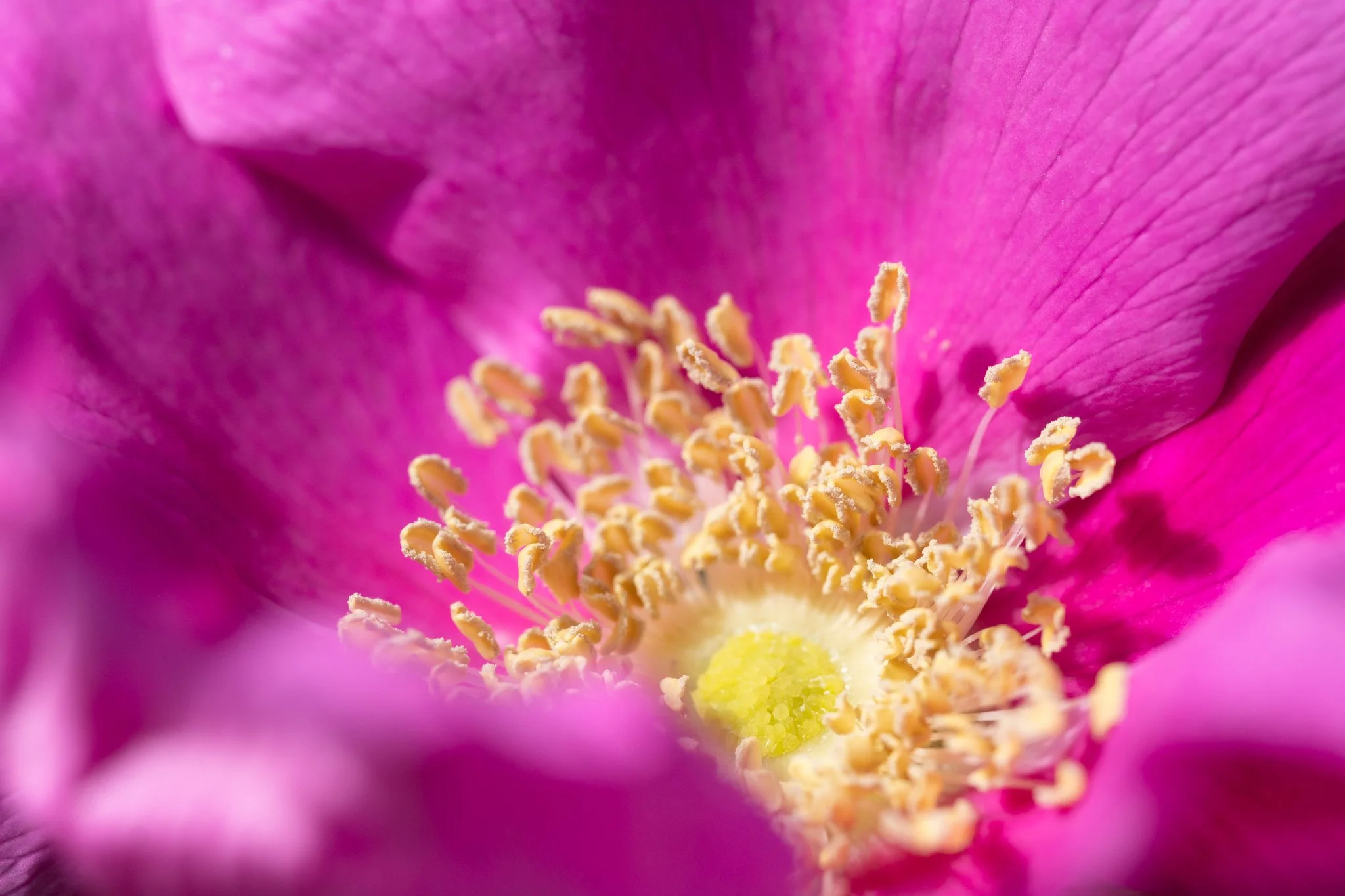 Ruusu | Kuvaaja Karoliina Gavrilov