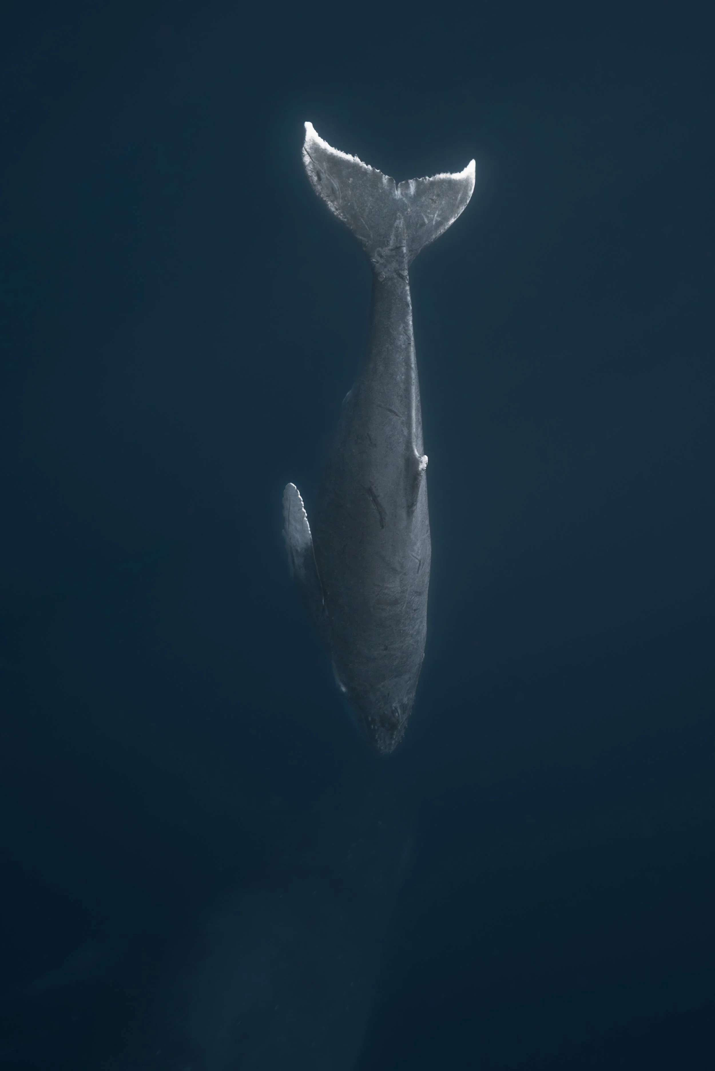 whalesinokinawa-2.jpg