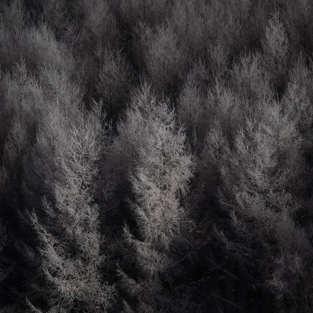 Forest.jpg