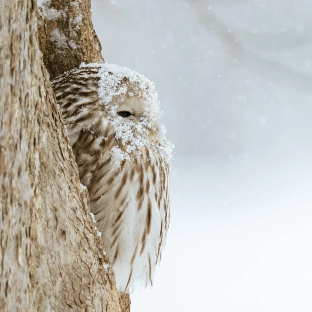 DSC_9613-Edit-4.jpg