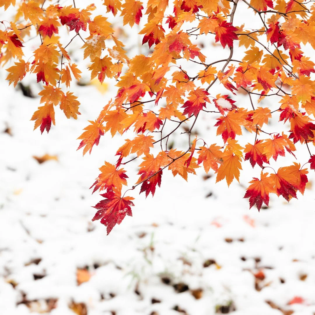 DSC_7233-Edit.jpg