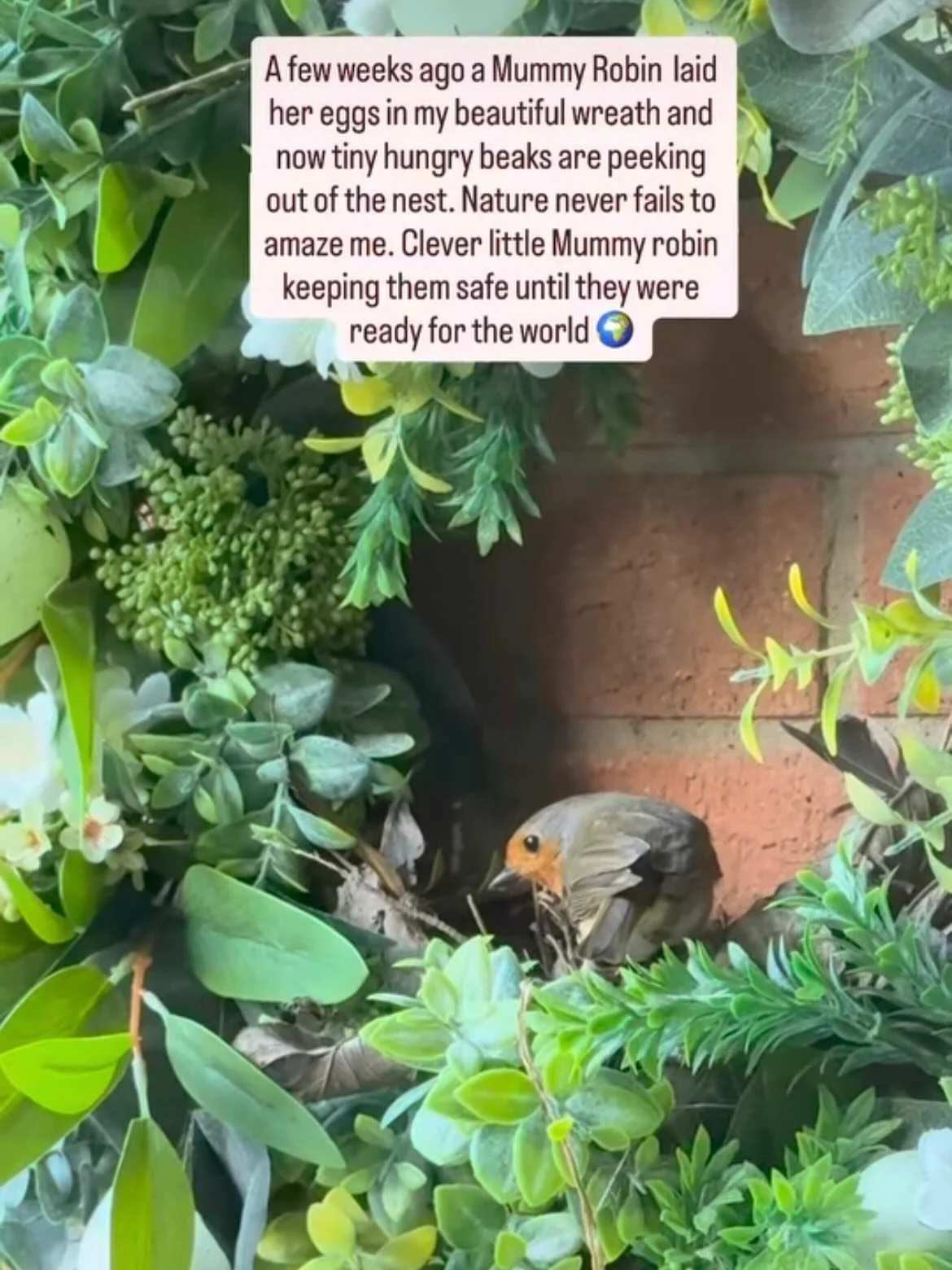 Had to share this as too cute. Julie @1_just_got_bigger_ sent me this. Her Easter wreath is a nest to a Robin and chicks. How realistic are my faux wreaths, very I think !!
