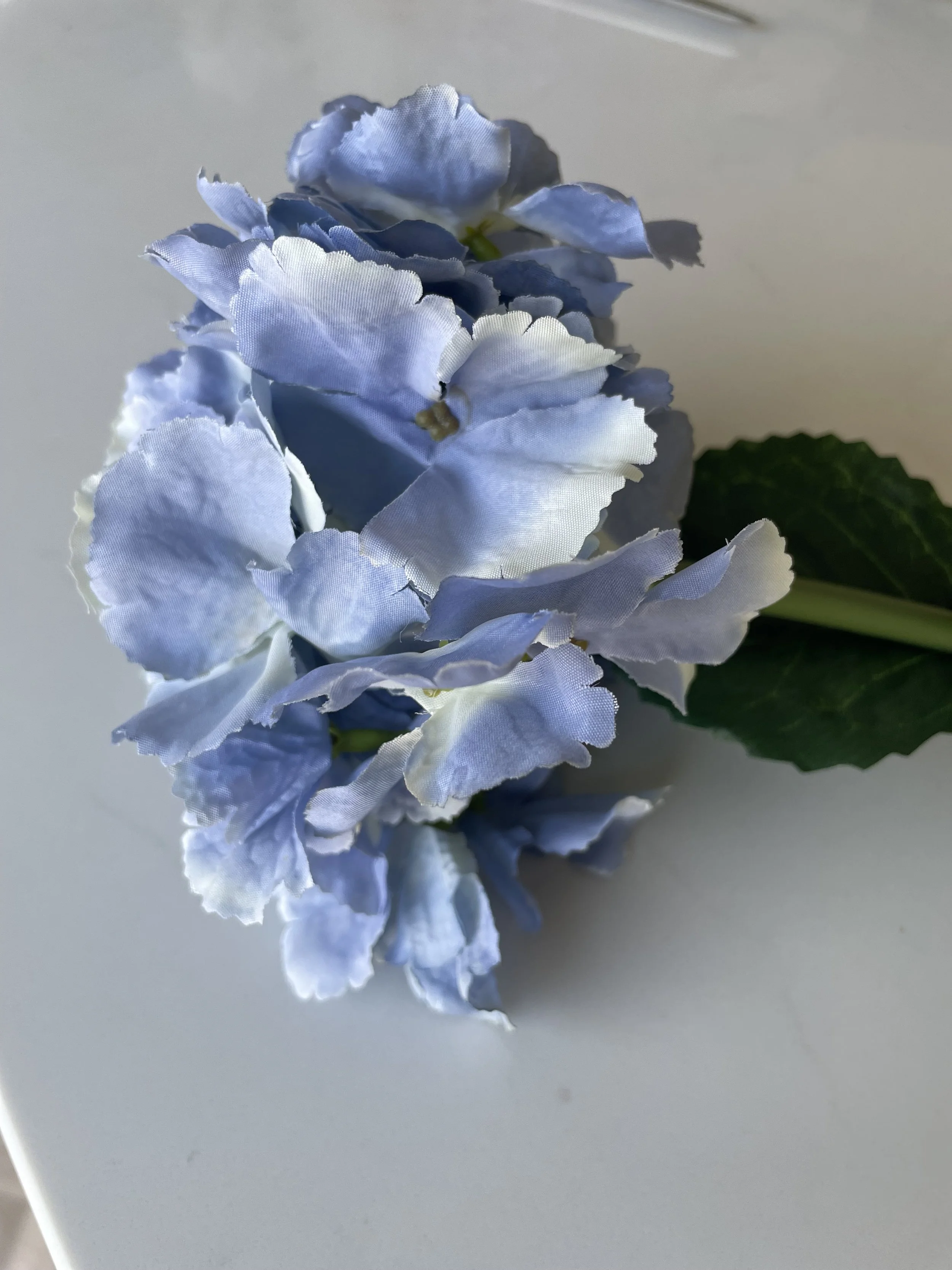 IMG_8958.jpeg
