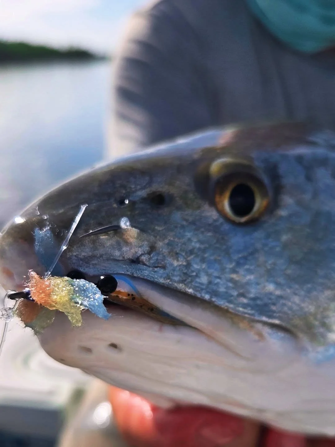Blue crab...yummy💪🏻

Www.Gladesflyfishing.com