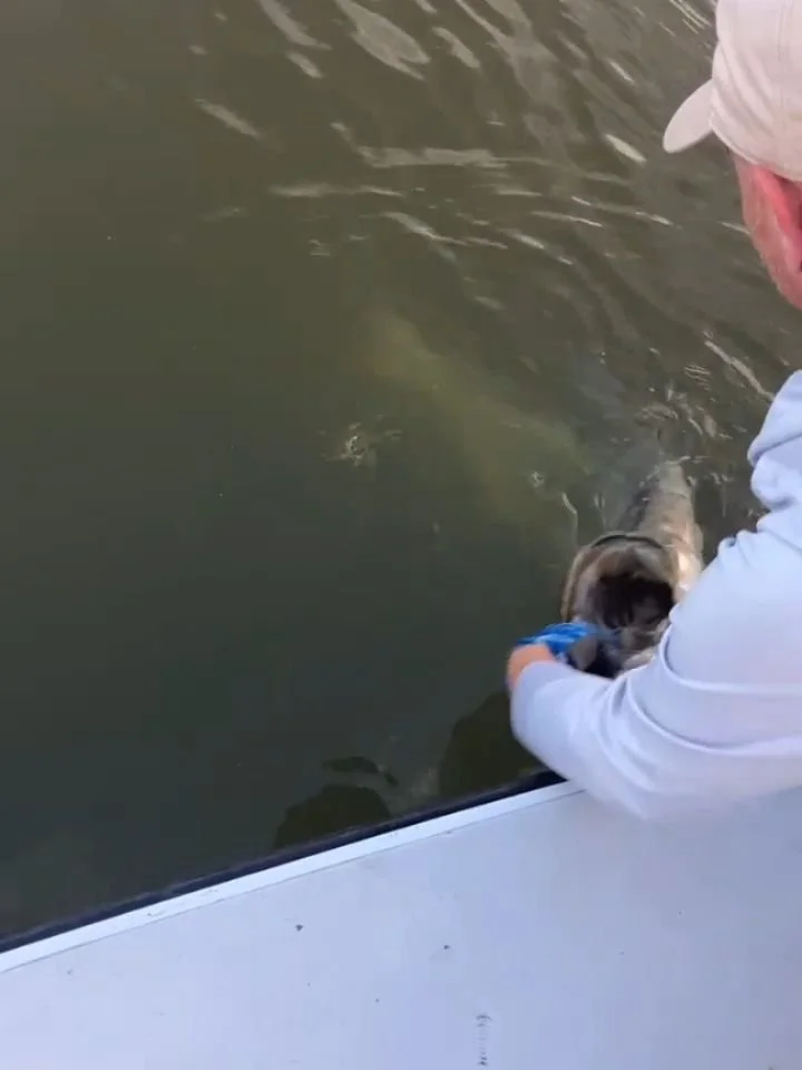 Fun size! Plenty of days open with fish like these. Blasting top waters! 🔥🔥

Www.Gladesflyfishing.com