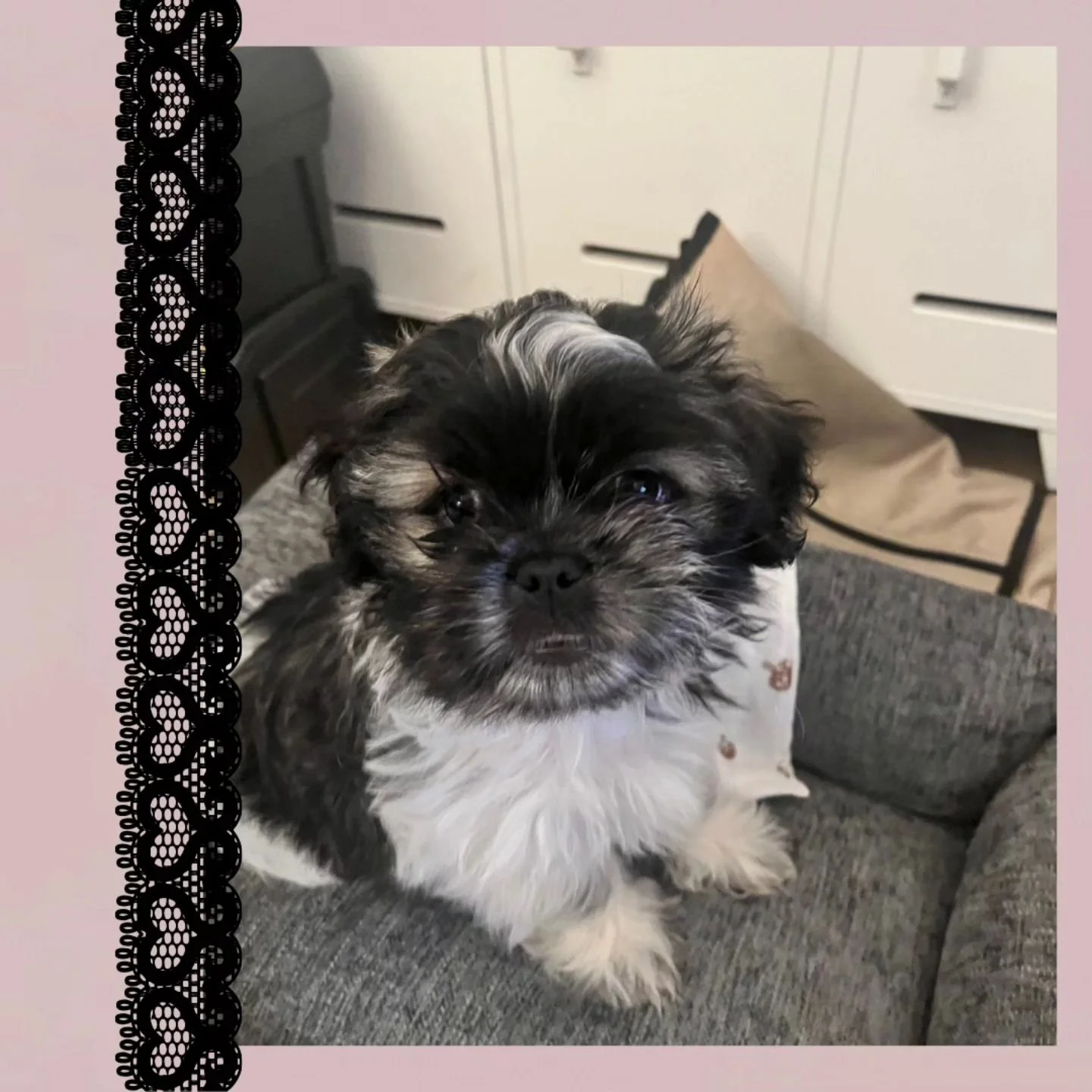 Welcome to the fam Taz!! 🩷

#dog #dogsofinstagram