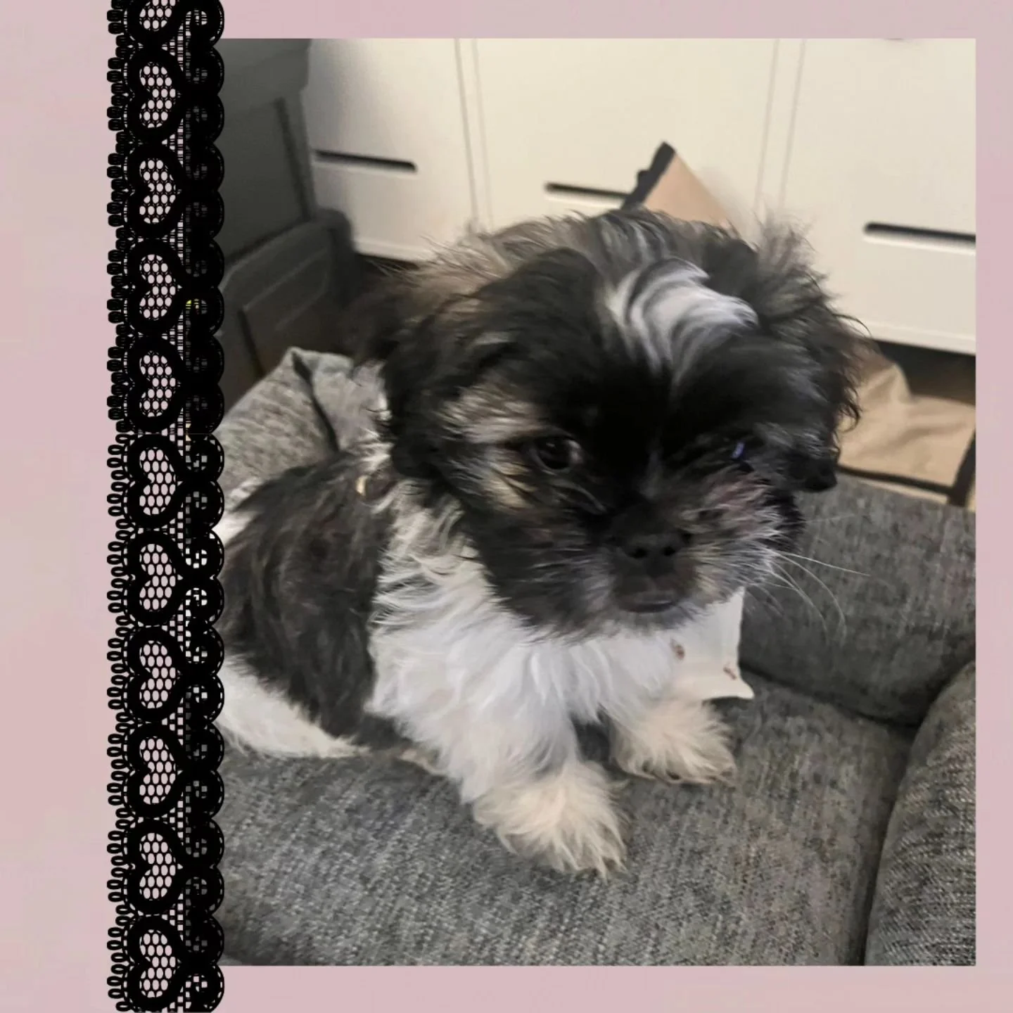 Welcome to the fam Taz!! 🩷

#dog #dogsofinstagram