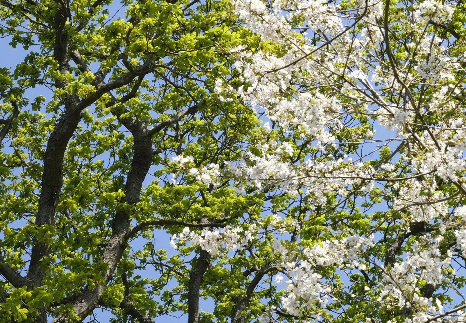 arbres en fleurs.jpg