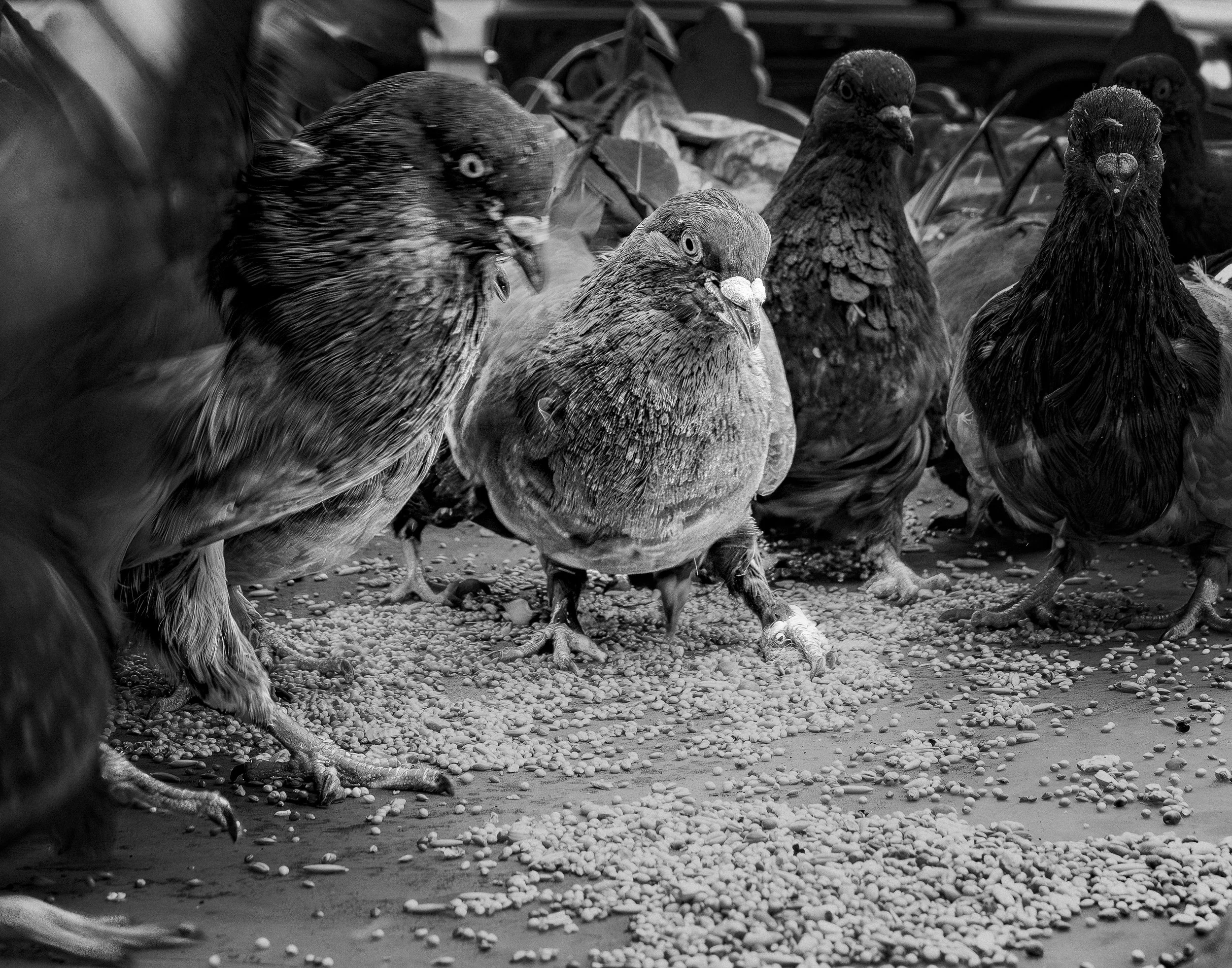 PigeonShot5.jpg