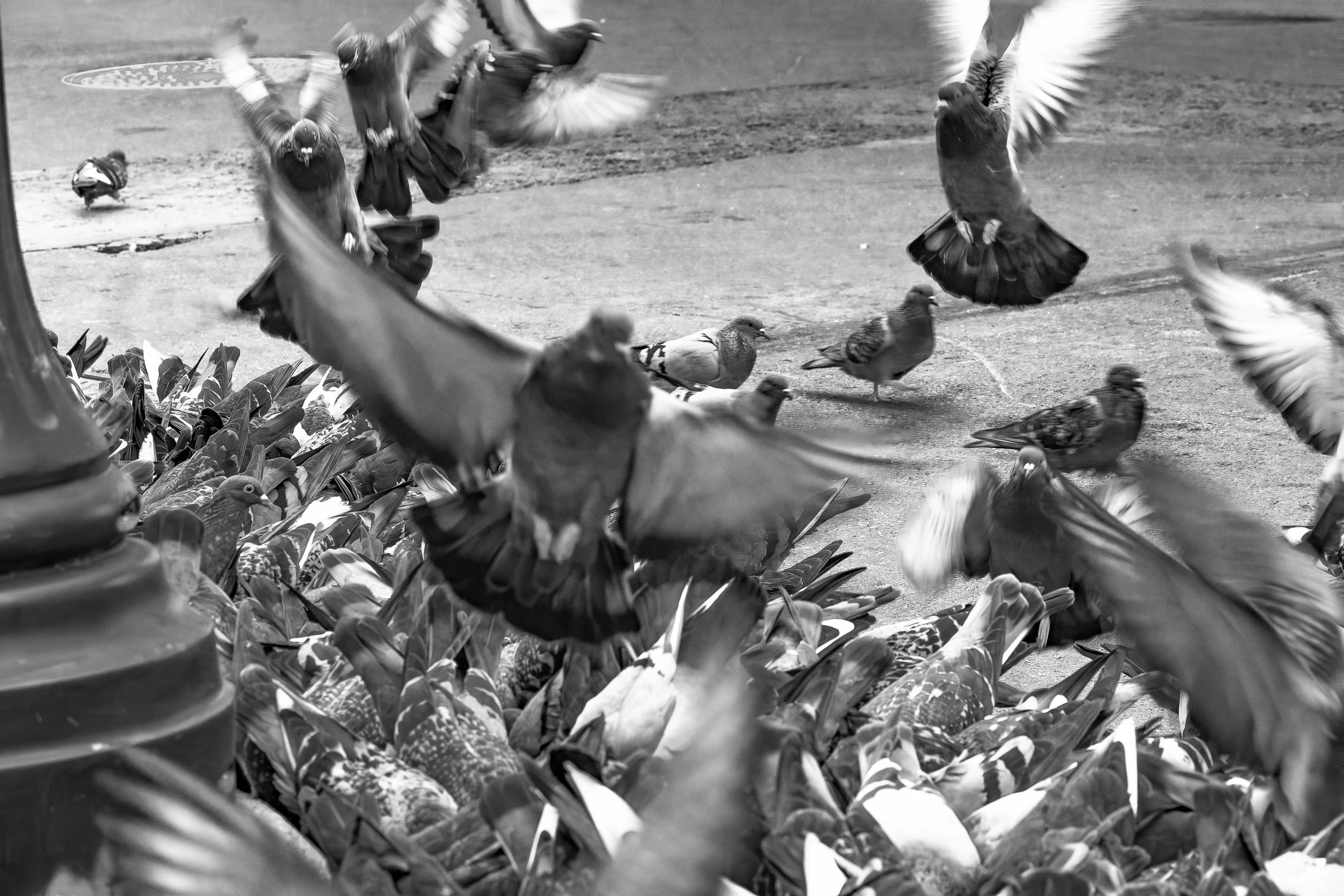 PigeonShot1.jpg