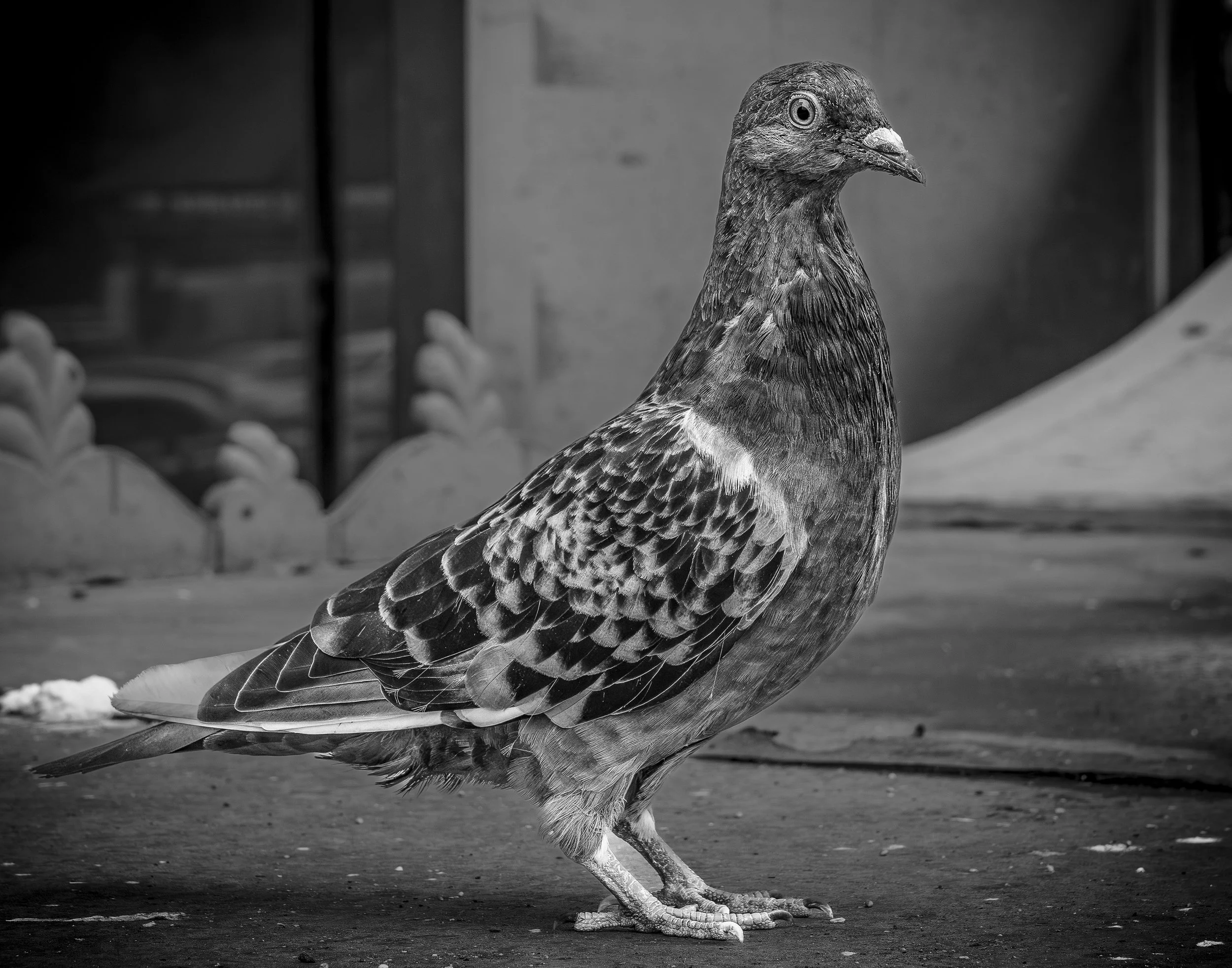 PigeonShot4.jpg