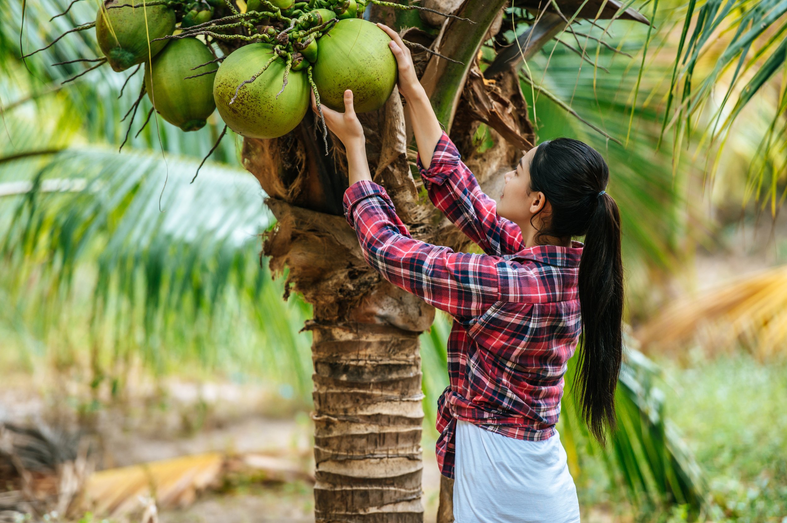 Unlocking the Potential of Biomass Gasification in the Coconut Industry