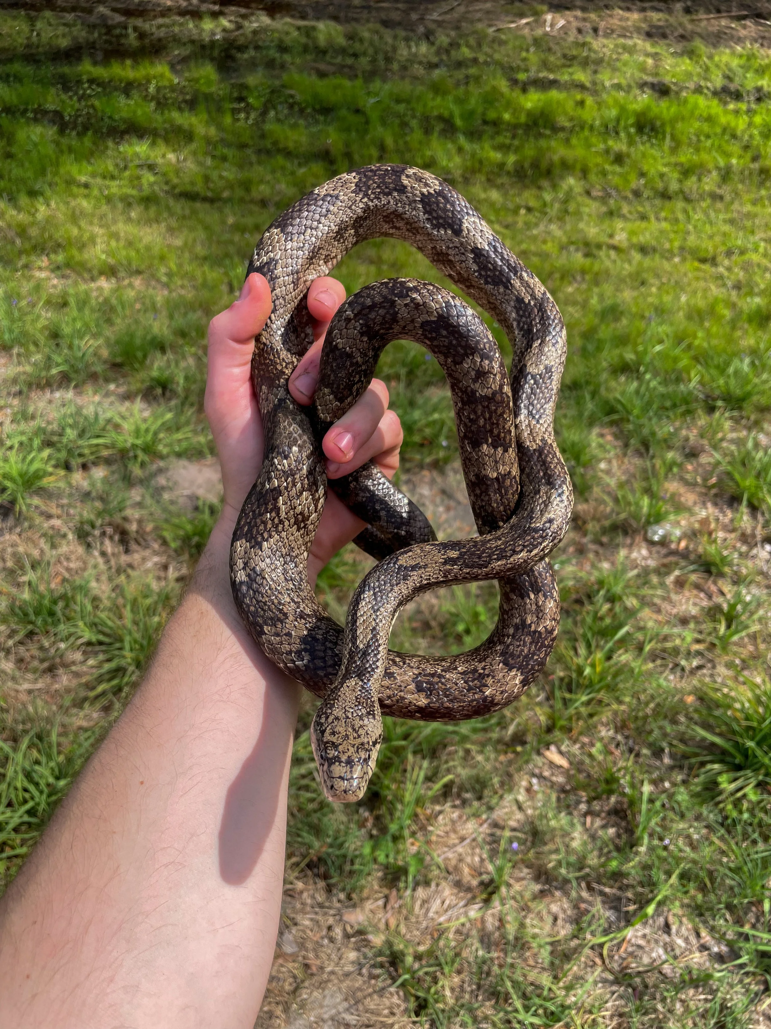 Gray rat snake (Pantherophis alleghaniensis)
