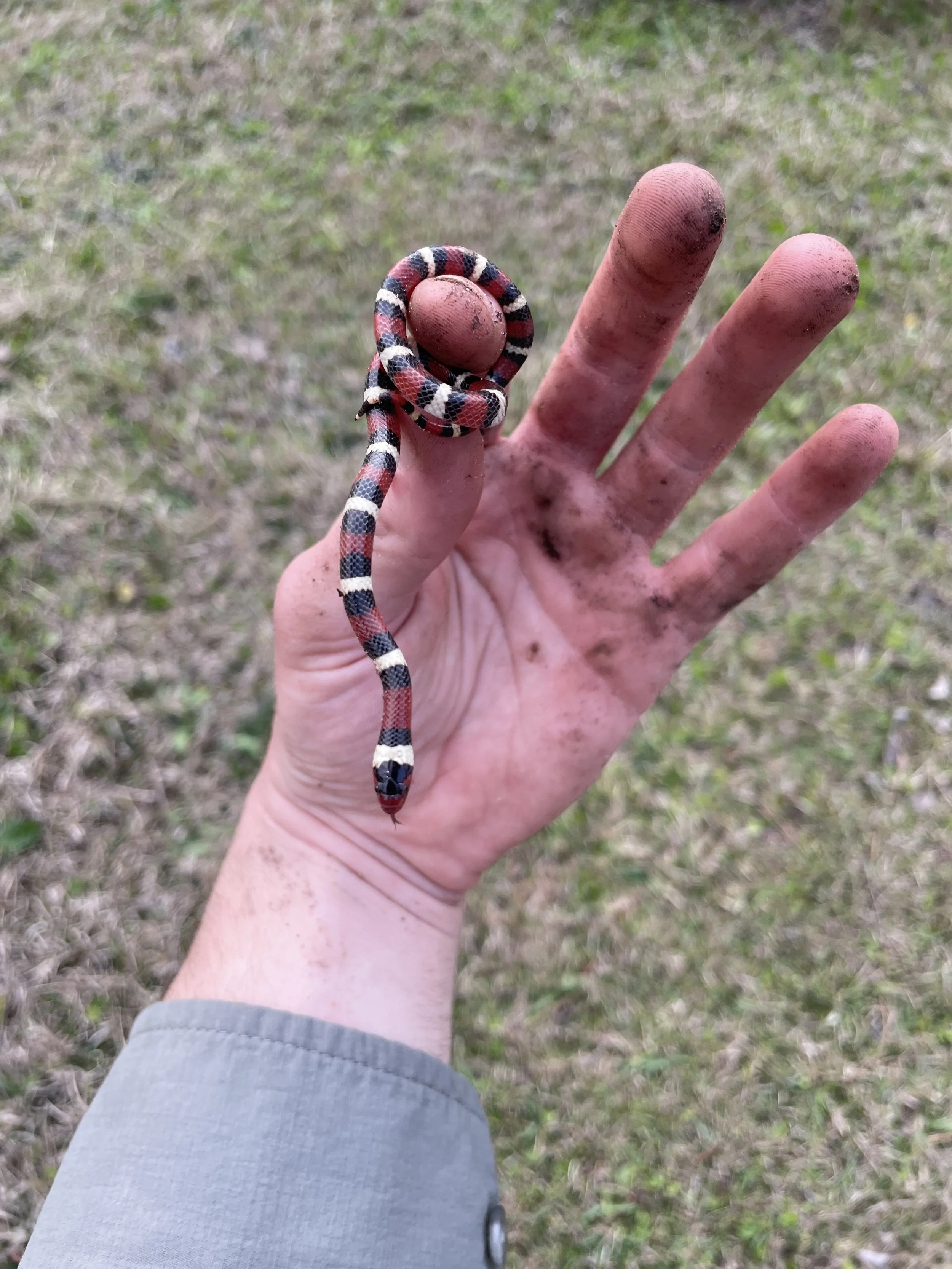 Scarlet king snake (Lampropeltis elapsoides)