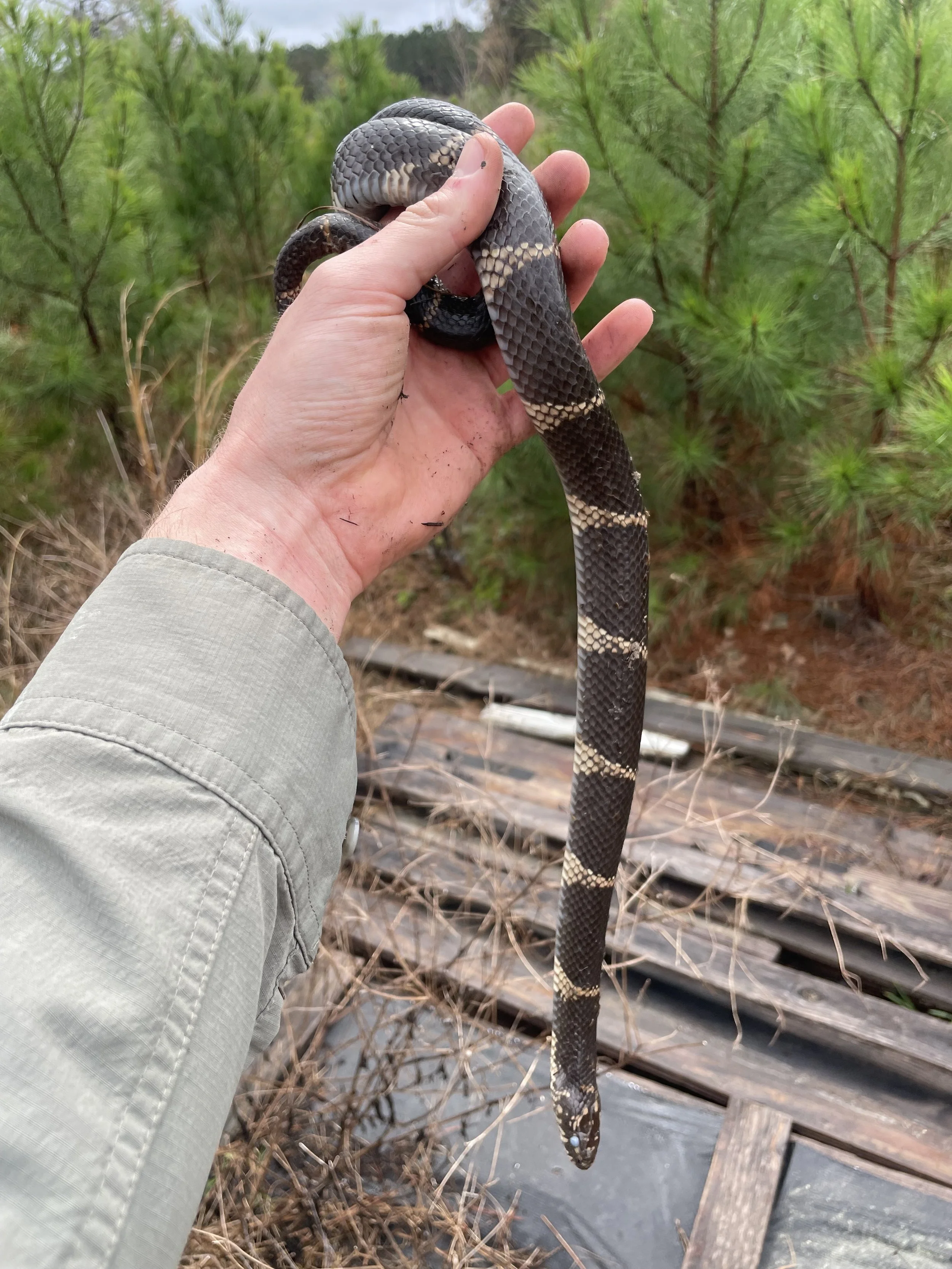 Eastern king snake (Lampropeltis getula)