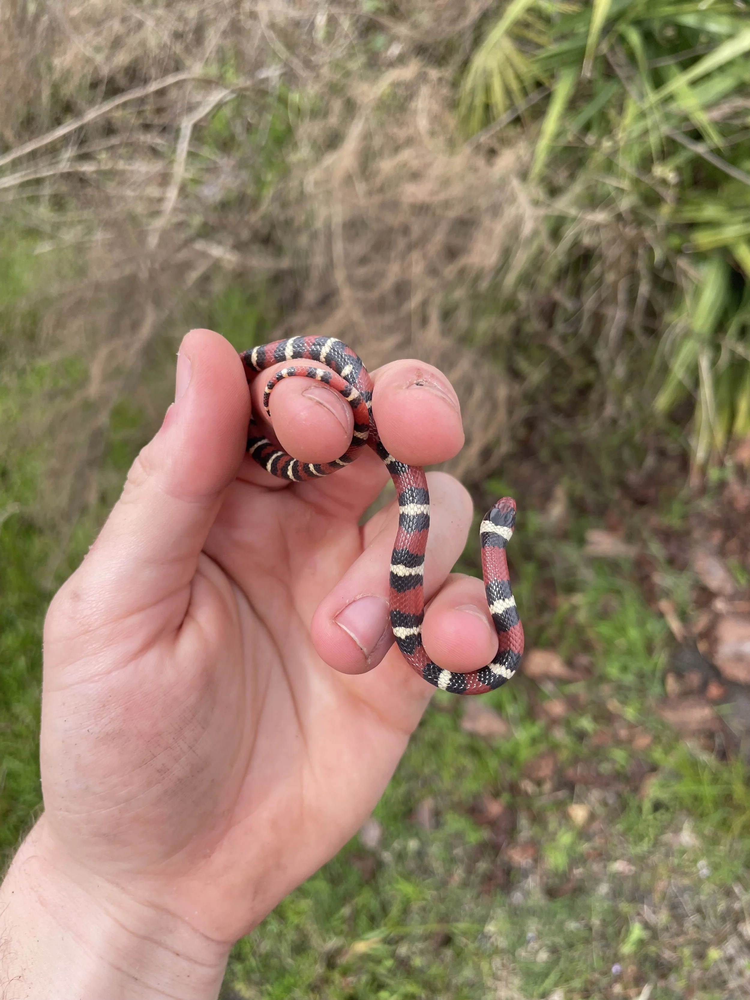 Scarlet king snake (Lampropeltis elapsoides)