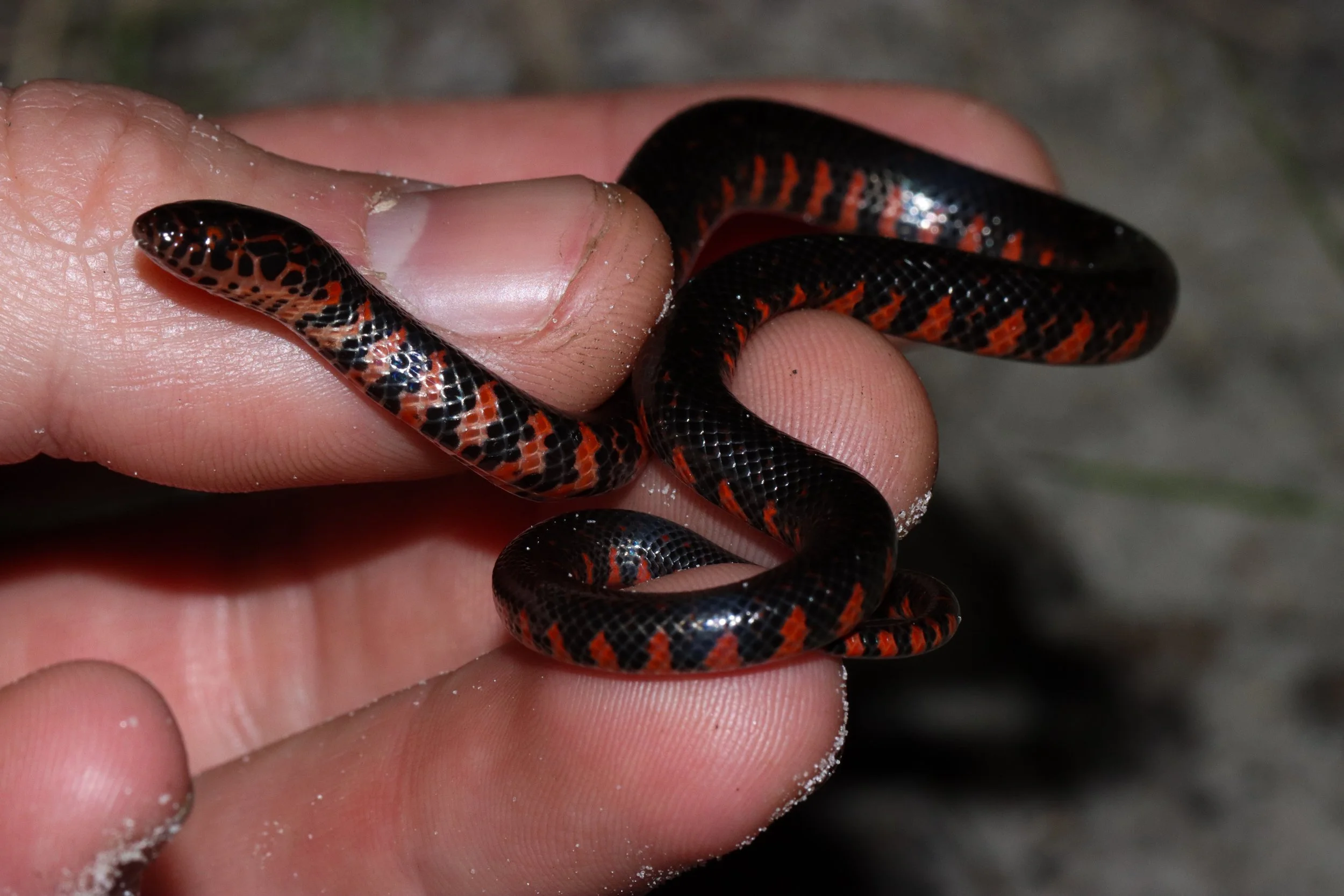 Eastern mud snake (Farancia abacura)