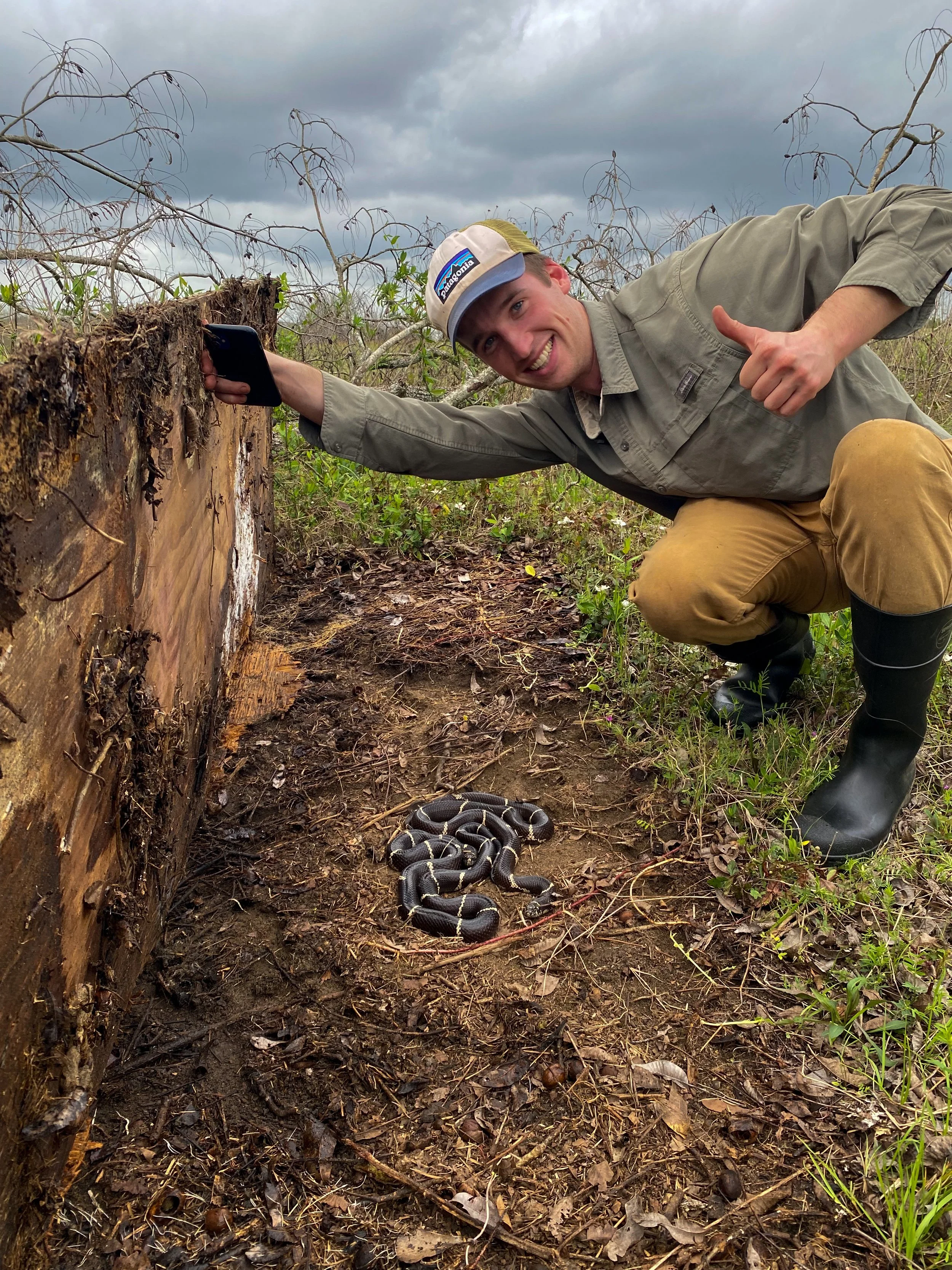Eastern king snake (Lampropeltis getula)