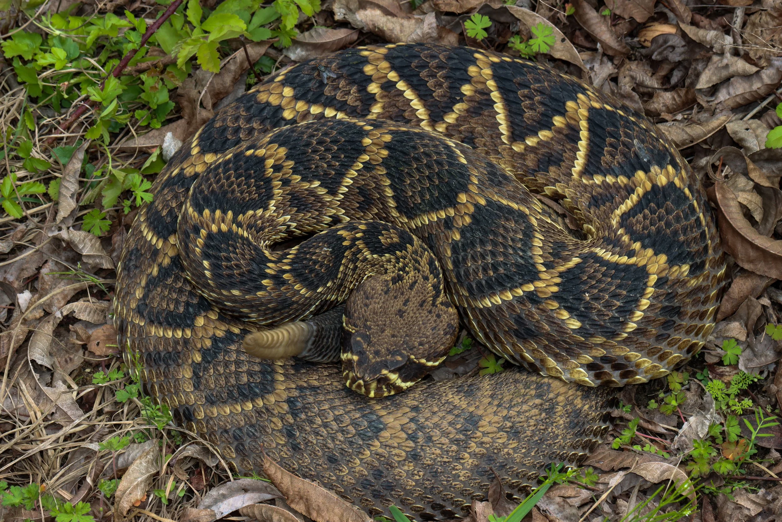 Eastern diamondback rattlesnake (Crotalus adamanteus)
