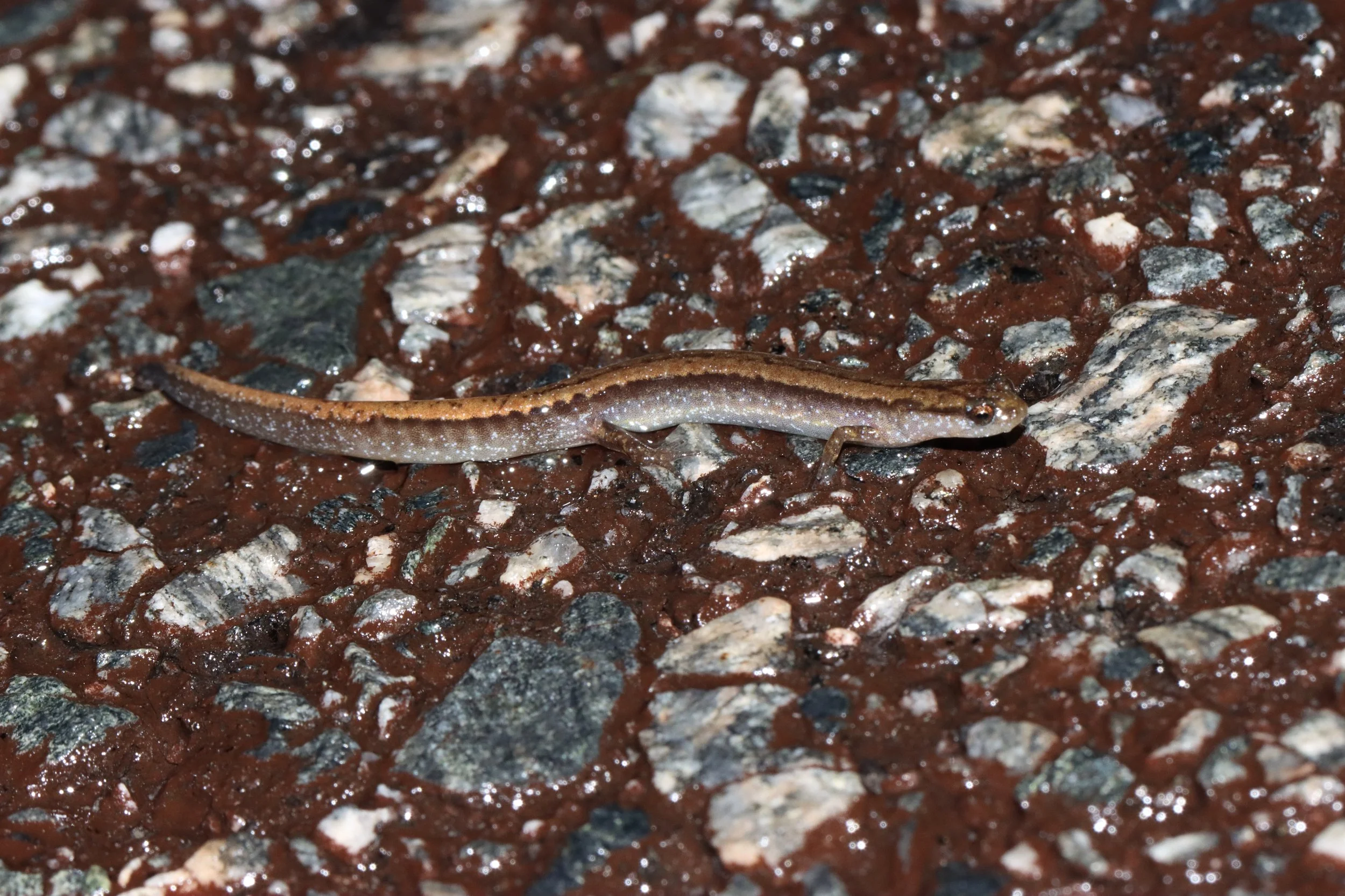Coastal plain dwarf salamander (Eurycea quadridigitata)
